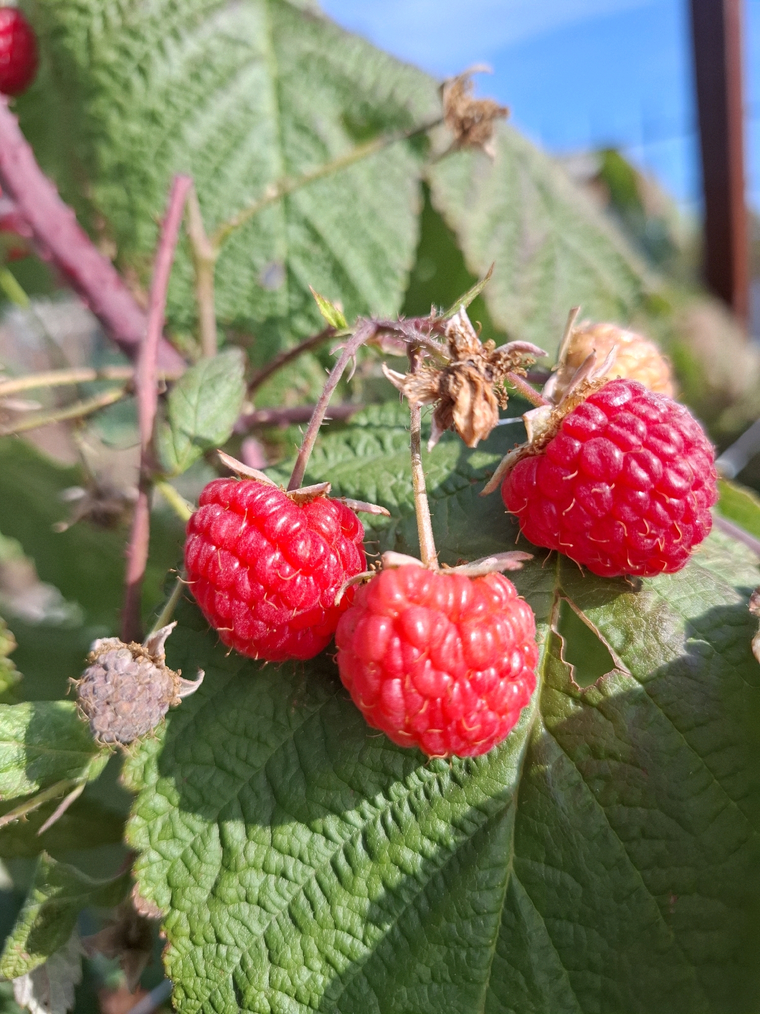 The image shows a close-up of several ripe red raspberries on a bush with green leaves and thorny stems. The raspberries are plump and have a characteristic segmented surface. Some dried remnants of previous flowers or berries are also visible on the branches. The background is blurred, showing green foliage and a bright blue sky, suggesting an outdoor setting. There are no people or animals in the image. The lighting indicates it is daytime, with shadows cast on the leaves, implying sunlight. The location is not specified to be in the city of Tyumen, Russia, or any other specific location.