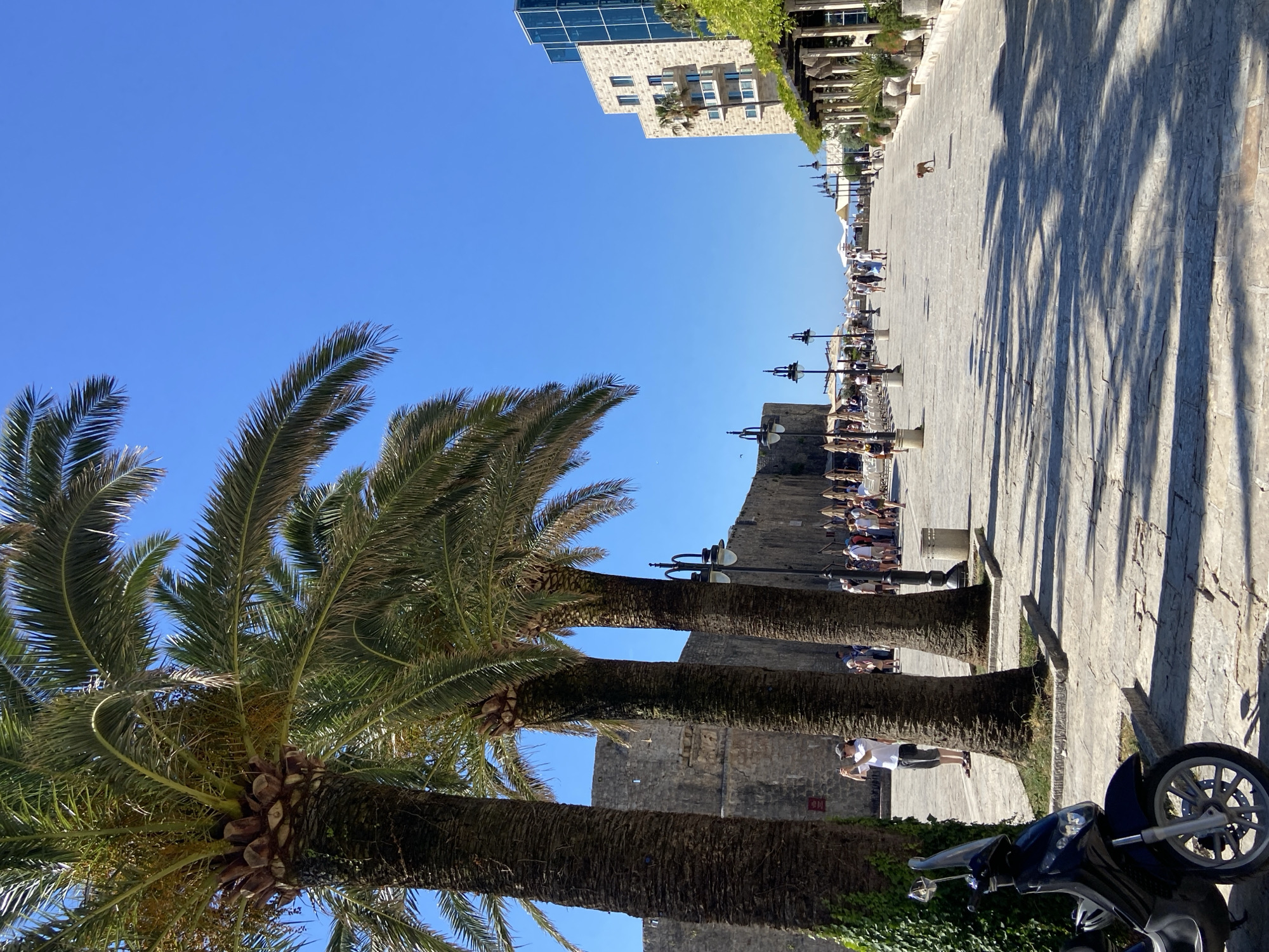 The image shows a paved pedestrian promenade in Budva, Montenegro, bordered by palm trees and buildings. On the left, a dark-colored scooter is parked. Further down the promenade, several people are walking, and a man in a white shirt and shorts is taking a picture with his phone. The promenade is lined with stone walls and lampposts. On the right side of the promenade, there is a modern building with glass windows and a colonnaded walkway with potted plants. A small dog is visible running in the distance. The sky is clear and blue, suggesting a sunny day. The scene appears to be a vibrant tourist area.