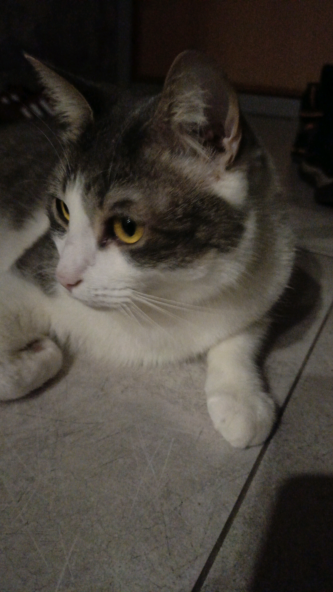 A domestic cat with grey and white fur and yellow eyes is lying on a tiled floor. The cat is looking to the left of the frame. The background is dark and out of focus, with hints of wooden furniture. The lighting suggests an indoor environment. No specific location in Homyel, Belarus, can be determined from the image.