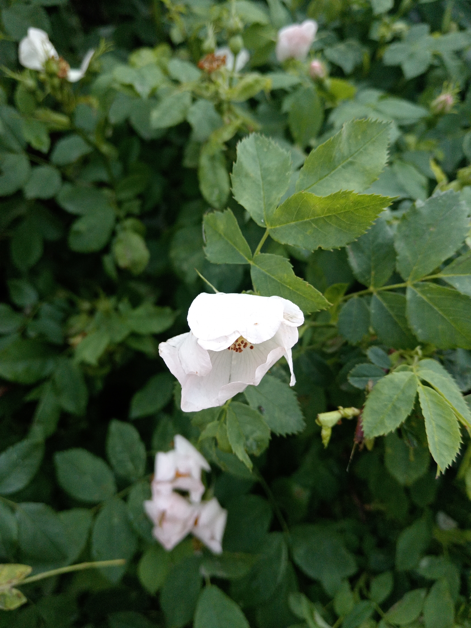 The image displays a close-up view of white wild rose flowers and green foliage. Several white petals with brownish-red stamens are visible, some in focus and others slightly blurred. The background consists of dense, dark green leaves and stems. The image appears to be taken outdoors, likely in a natural or garden setting. There are no people or animals present. The scene does not provide any specific information about the city of Uchkeken, Russia.