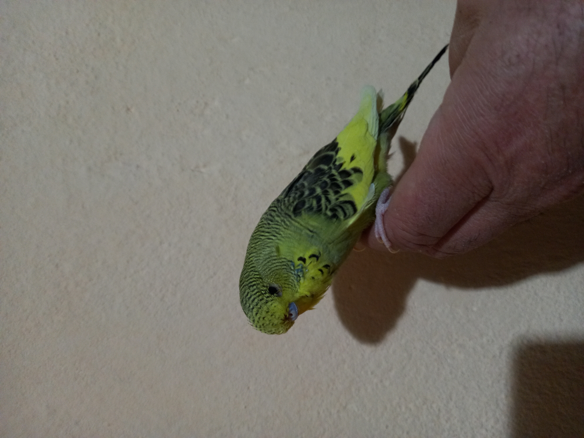 A person is holding a green and yellow parakeet. The parakeet's head is pointing downward. The background is a beige wall. The location is Asenovgrad, Bulgaria.