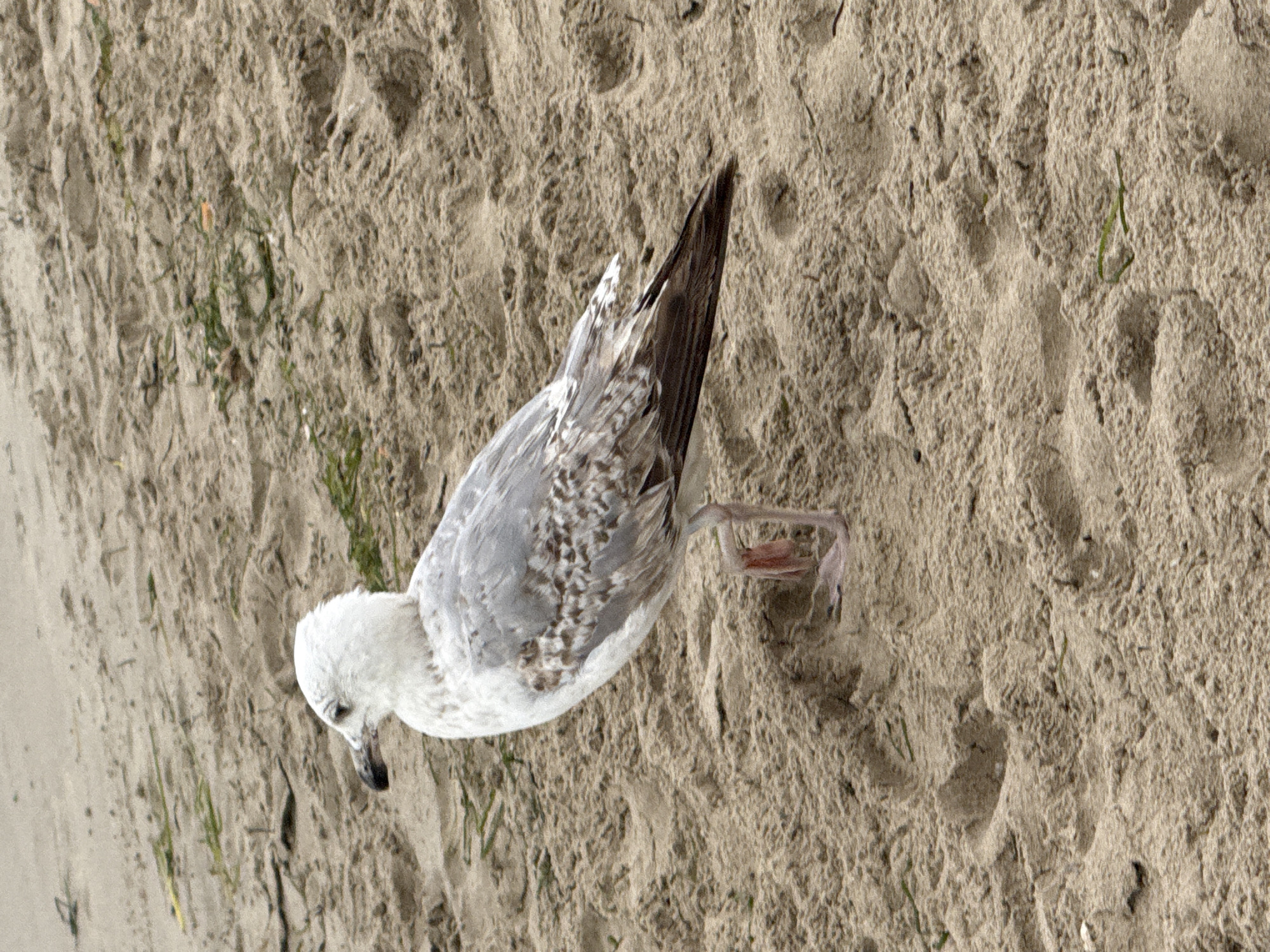 The image captures a single juvenile seagull standing on textured sandy ground, viewed from an overhead perspective. The bird has a light head and underside, with mottled grey, brown, and white plumage on its back and wings, characteristic of a younger gull. It is positioned with its head slightly lowered, appearing to look downwards at the sand. One of its legs is raised, suggesting it is in the process of stepping or adjusting its balance. The ground is a light brown sand, showing various indentations and a coarse texture, possibly including faint footprints. Scattered throughout the sand are sparse clumps of dark green vegetation or seaweed. The lighting is soft and diffuse, indicating either an overcast day or indirect sunlight, as there are no distinct shadows. The scene strongly implies a beach or coastal environment. No text is visible in the image.
