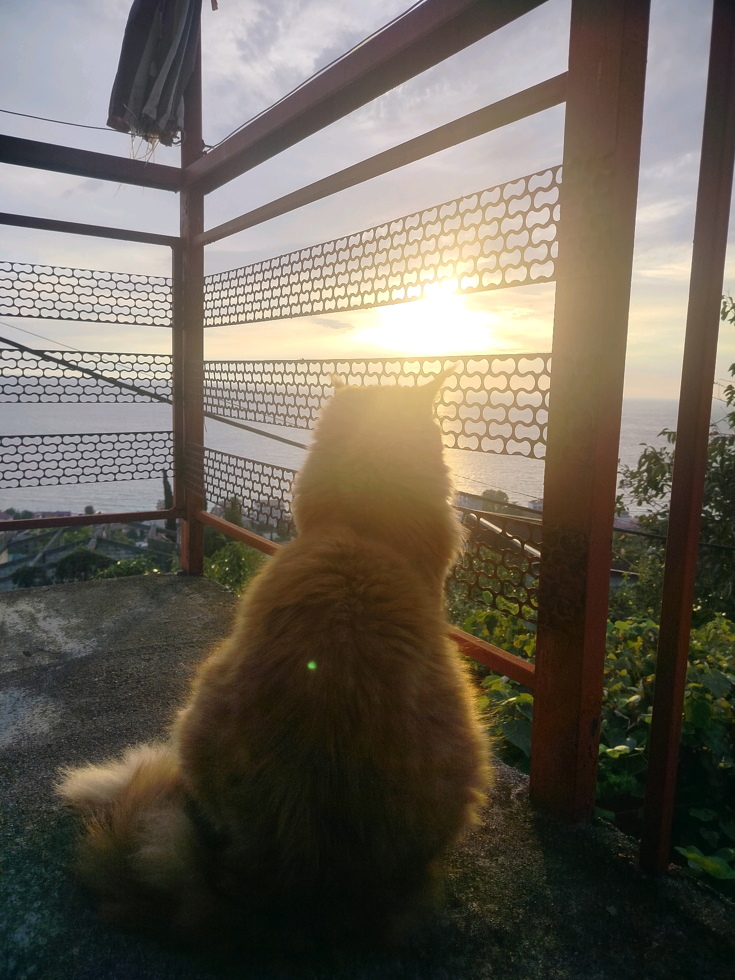A fluffy, ginger cat sits on a concrete ledge, facing away from the camera and looking out at a tranquil ocean scene at sunset. The cat's back is to the viewer, with its tail curled to its side. Behind the cat, a metallic railing with a patterned grate partially obscures the view of the sea and the sky.
The sun is setting over the horizon, casting a warm, golden glow across the water and the sky. The sky is filled with soft, wispy clouds. In the distance, a coastline with buildings and lush green trees is visible. The overall mood is peaceful and serene, with the cat appearing contemplative as it observes the natural beauty before it. The scene suggests a quiet evening in a coastal location. The time of day is clearly sunset. There is no visible text in the image.