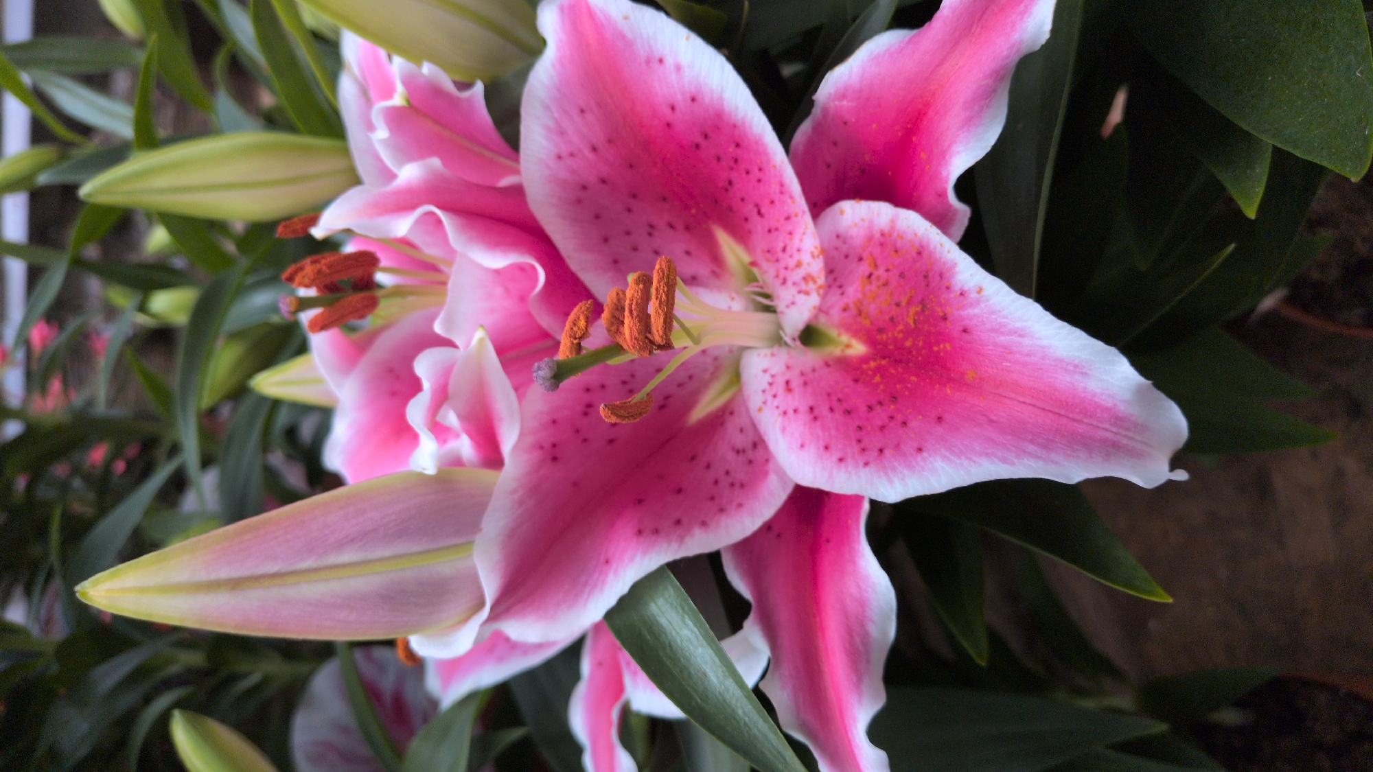 A close-up shot of several pink lilies with white edges and dark pink speckles fills the frame. One fully bloomed lily is in the foreground, displaying its prominent stamens with orange anthers. To its left, another lily bud is partially unfurled, revealing hints of pink within its pale green outer layers. Additional unfurled buds and green foliage are visible in the background, creating a lush, floral arrangement. The lighting appears to be soft, highlighting the delicate textures of the petals. This image was taken in Sömmerda, Germany.