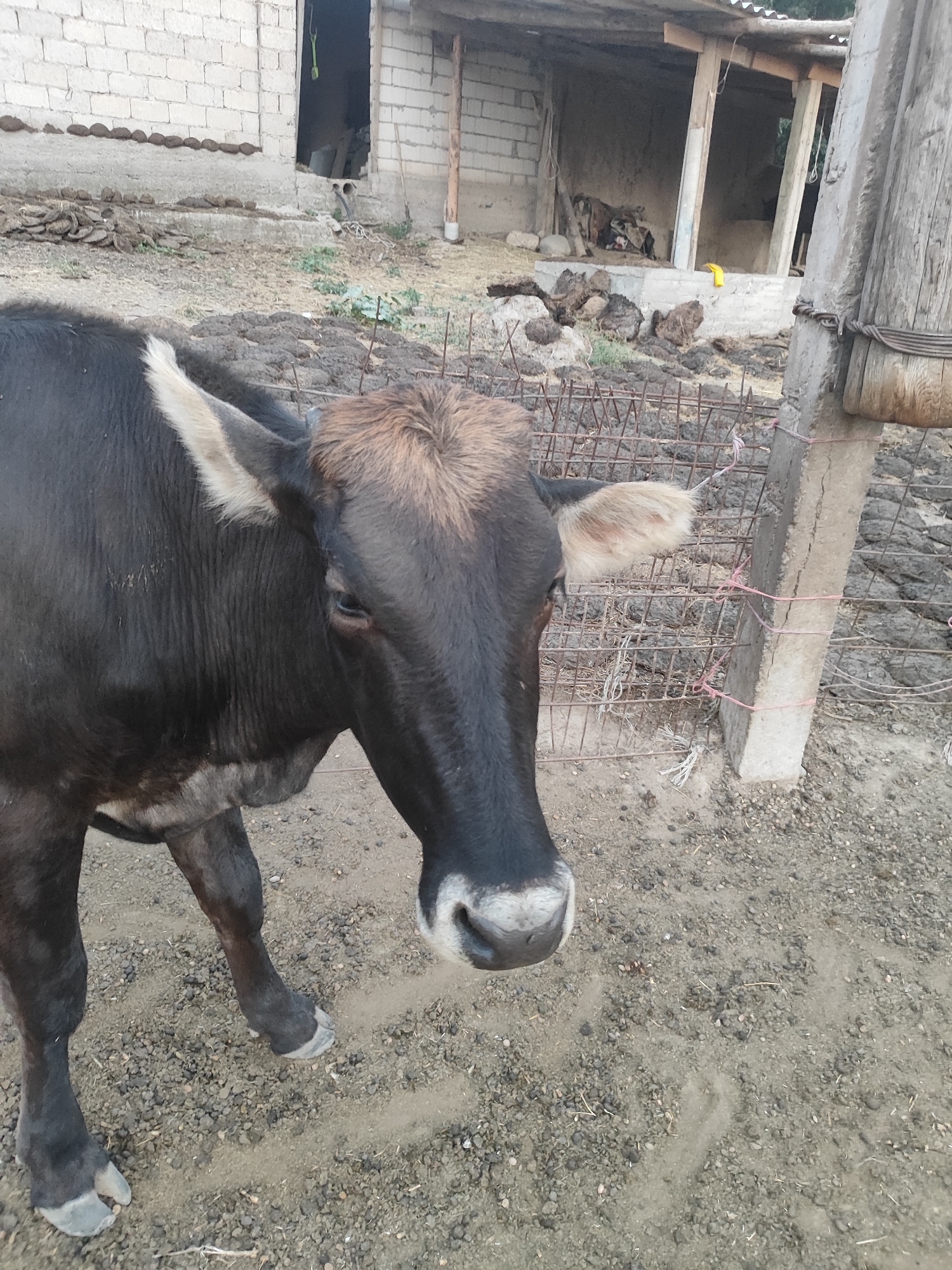 In the city of Sultonobod, Tajikistan, a dark-colored cow stands in a dusty, gravelly outdoor enclosure. The cow is facing right, with its head turned slightly towards the camera. Its fur is short and dark, with lighter tan fur on its forehead and the tips of its ears. The cow has a distinctive white marking on its lower jaw.
Behind the cow, a rustic structure with a corrugated metal roof and wooden posts is visible. The structure appears to be an open-sided shelter or shed, with a concrete foundation or trough-like element. A rough wire fence, some of it reinforced with pink twine, runs through the scene. Scattered piles of dark material, possibly animal waste or mud, are present on the ground. In the background, a white brick wall and more weathered structures suggest a rural or agricultural setting. The overall impression is one of a simple, functional farm environment.