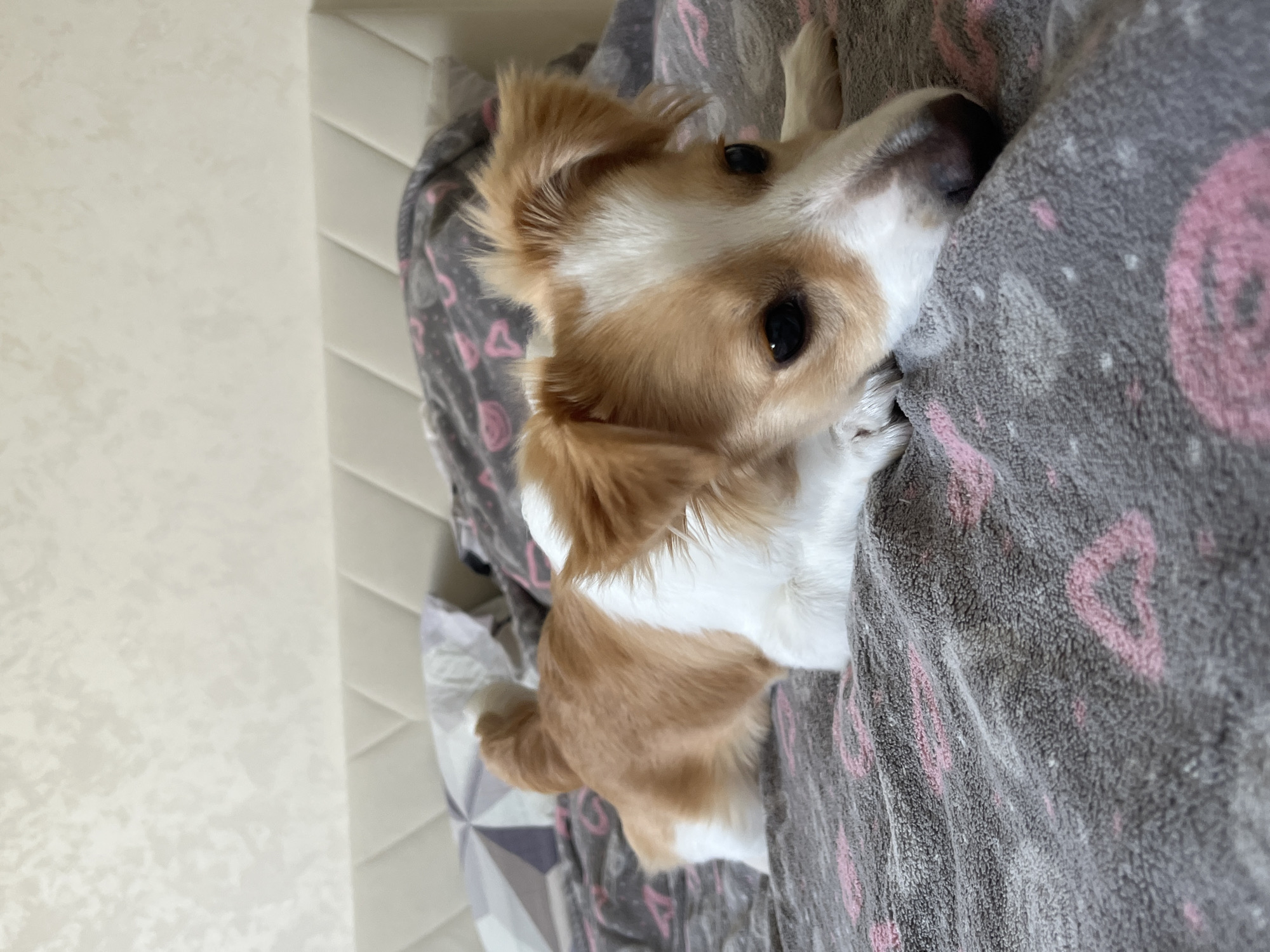 A small, brown and white dog lies on a gray blanket with pink designs. The dog's head is close to the blanket, and its body stretches downward. The blanket is on a bed with a patterned bedspread. A textured white wall is in the background. The location is Unknown, Unknown.