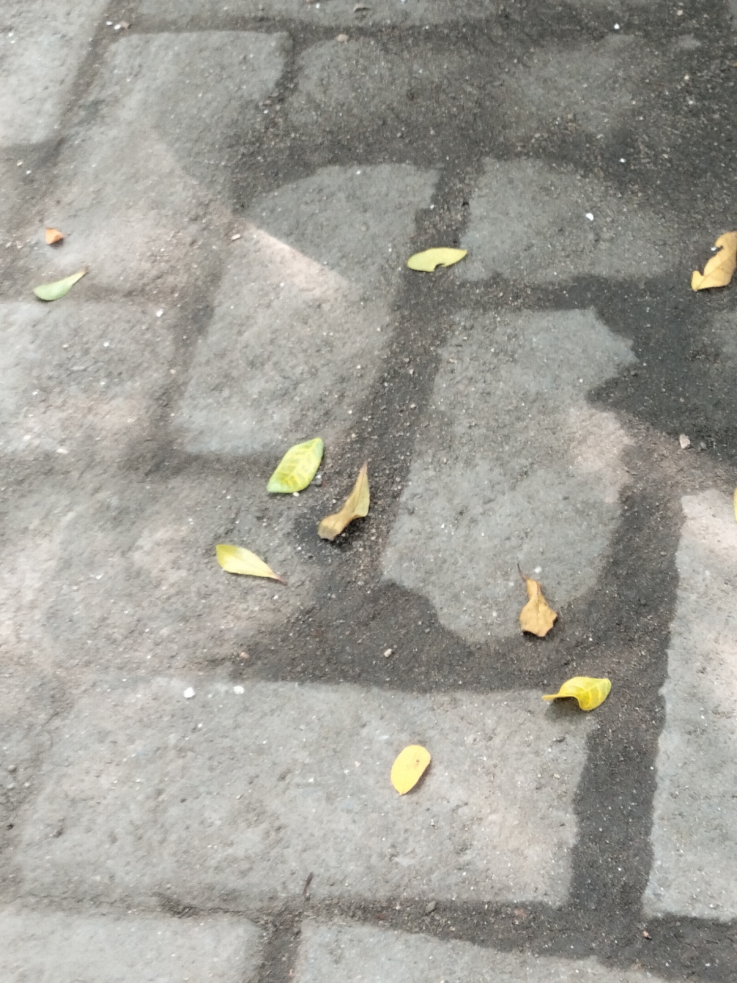 The image depicts a close-up, ground-level view of a paved surface, likely a sidewalk or walkway, in Seuneubokpeunteut, Indonesia. The paving stones are a rough, grey material, with visible grout lines indicating their arrangement. Scattered across the surface are several fallen leaves in various stages of decay. Some leaves are a vibrant green, while others are a faded yellow or light brown. The surface appears damp in patches, creating darker areas that reflect light, suggesting recent rain or a sprinkler system. Shadows are cast diagonally across the pavement, indicating the presence of overhead light sources, possibly from trees or buildings. There are no people or animals visible in the frame. The overall scene is one of natural elements interacting with an urban environment.