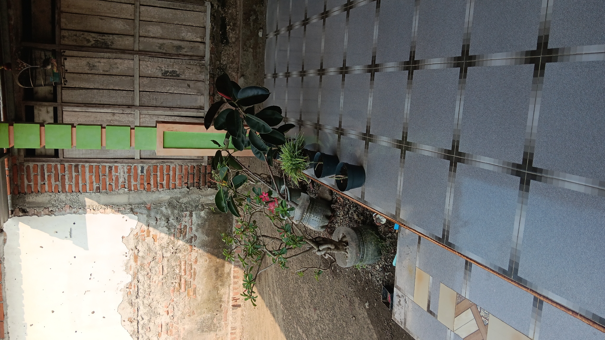 The image depicts an outdoor scene in Sonobekel, Indonesia, featuring a tiled patio area adjacent to a wall constructed of rough plaster and exposed brickwork. A series of potted plants are arranged in a line on the patio, including a bonsai-like plant in a large recycled plastic bottle container, a rubber plant with dark leaves, and smaller green plants in dark pots. In the background, a wooden door and a birdcage with a bird are visible. The ground to the left of the patio is dirt and gravel. A long, thin, reddish-brown pole lies diagonally across the foreground. The lighting suggests it is daytime, with sunlight casting shadows.