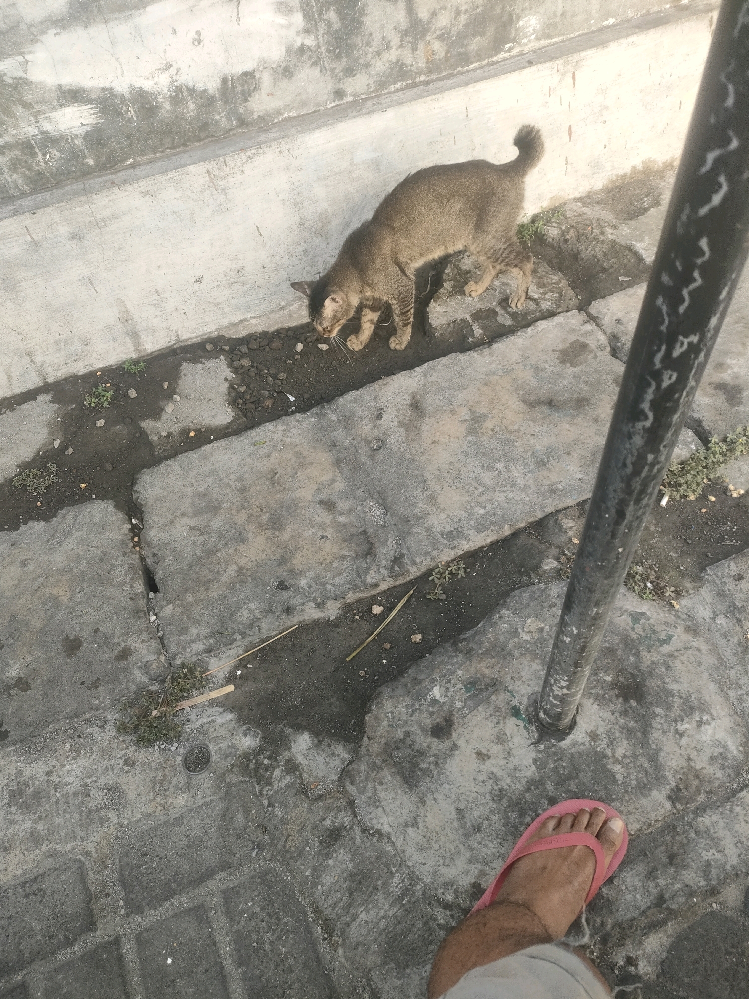 A tabby cat is sniffing the ground next to a concrete wall in an outdoor environment. The cat has a slender build and its tail is curved upwards. The ground is made of cracked concrete slabs with patches of dirt and small plants. A black pole stands vertically in the foreground, partially obscuring the scene. A human foot wearing a pink flip-flop is visible at the bottom right corner of the image. The lighting suggests it is daytime. The location is a street in Surabaya, Indonesia.