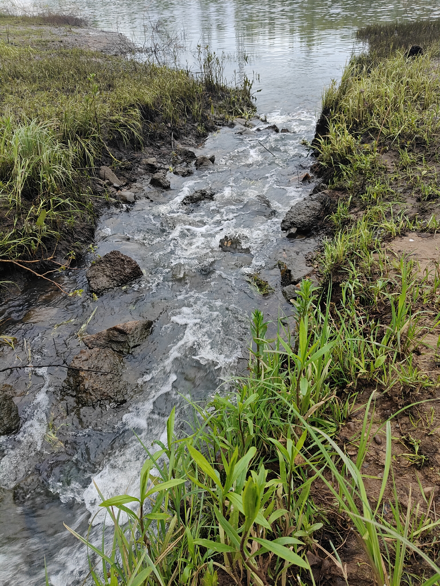 The scene is set in Chaikovsky, Russia. A narrow stream with clear, rapidly flowing water descends from the upper left towards the lower right, emptying into a larger, calm body of water visible in the background. The stream's current is turbulent, creating white foam and ripples as it passes over and around numerous dark, irregular rocks partially submerged in its bed. Both banks of the stream consist of damp, dark earth and mud. Lush green grass, along with some broader-leafed herbaceous plants, grows densely along these banks, particularly prominent in the foreground and lower right. The larger body of water in the background, likely a lake or wide river, exhibits subtle ripples on its surface, reflecting an overcast or diffused sky. A vegetated shoreline is visible across this larger body of water in the far background. No individuals or animals are present in the image. The overall environment appears natural and damp under diffused lighting conditions.