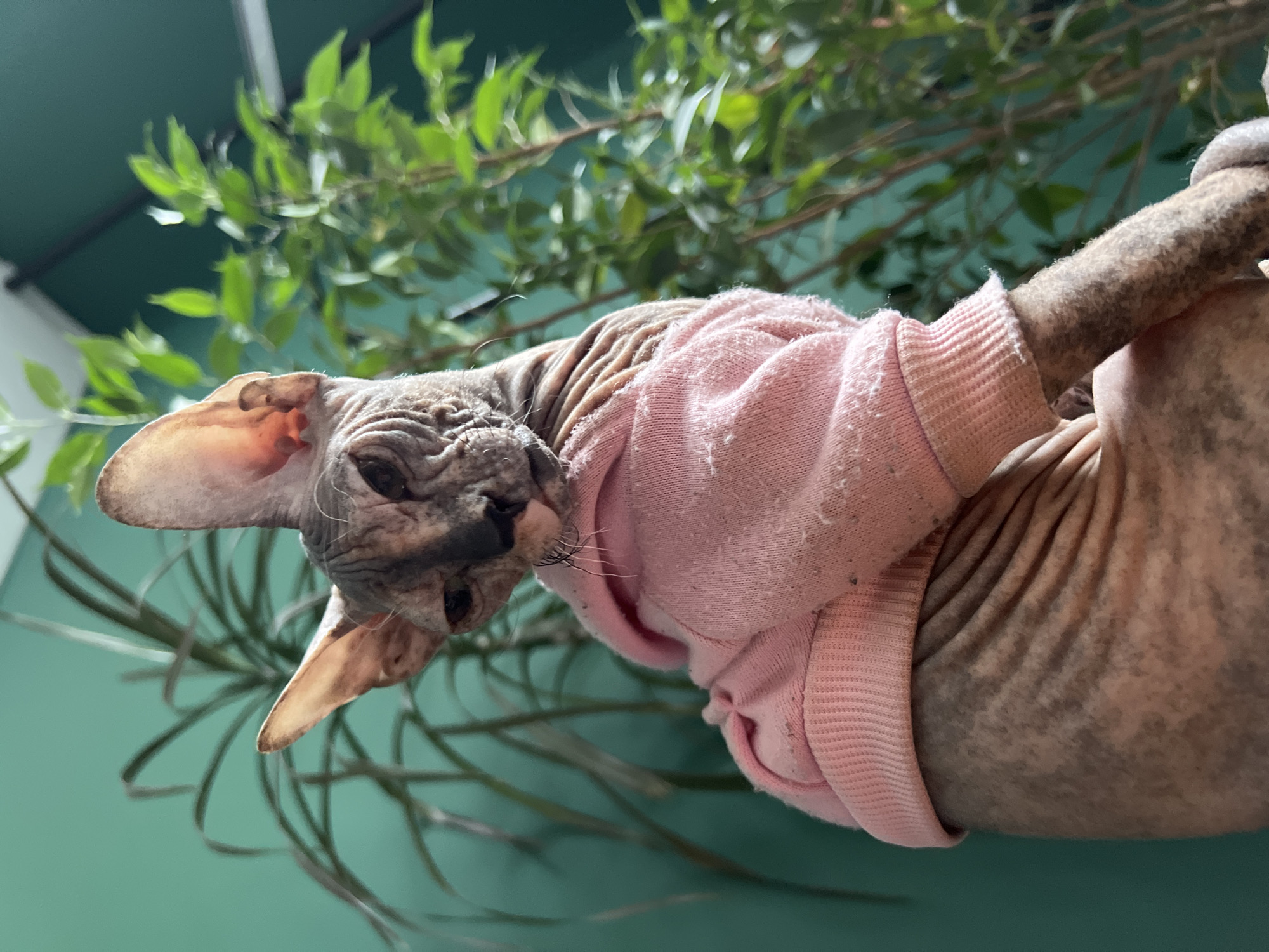 A hairless Sphynx cat wearing a pink sweater is photographed from a low angle. The cat is tilted, head down, with its face towards the camera. Behind the cat, there is a green wall and a plant with green leaves. The location is not determinable from the image.
