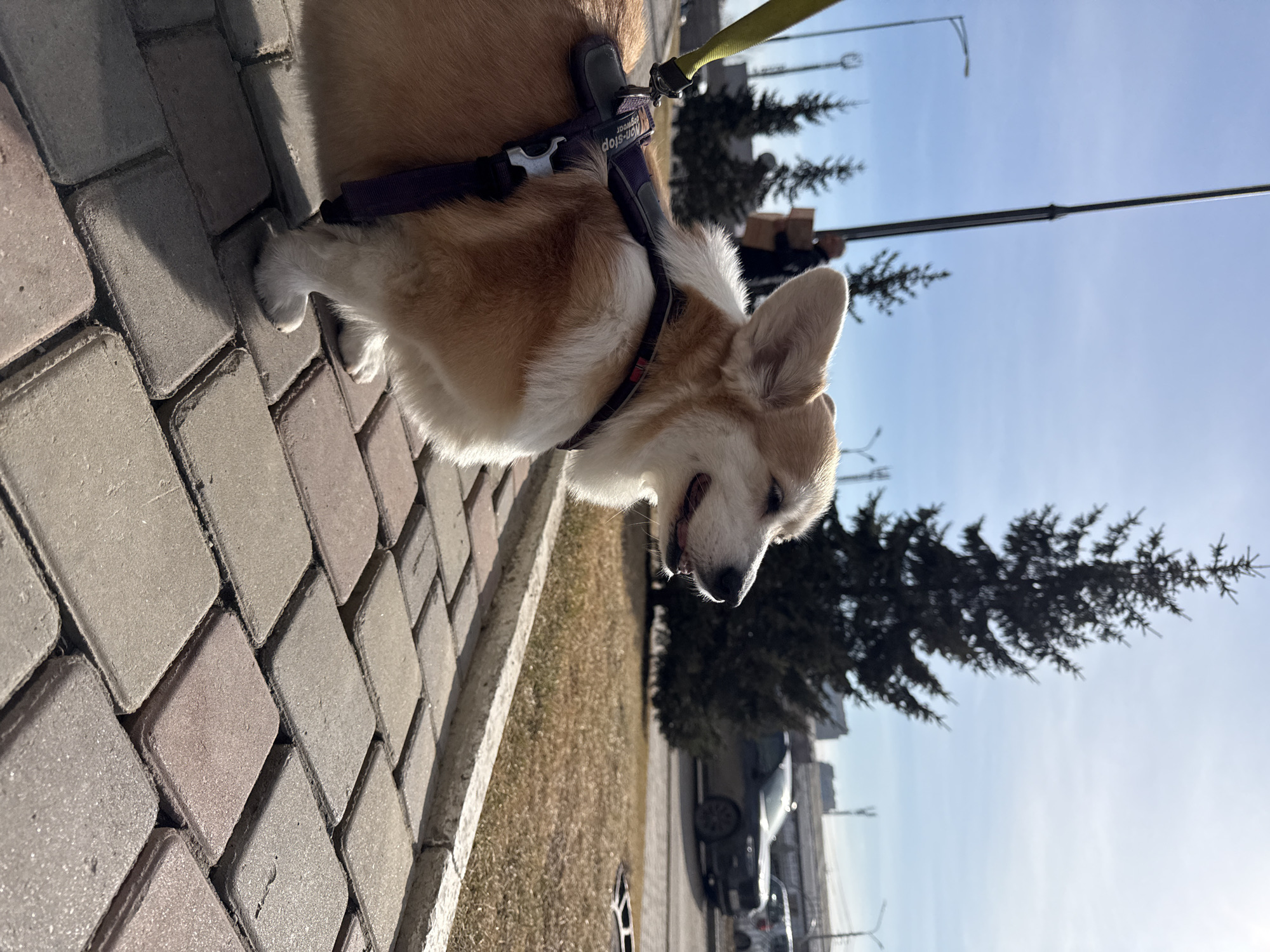 A corgi dog on a leash with a harness rests on a paved surface. The location appears to be outdoors near a road in an urban environment. A fir tree and a vehicle are visible in the background. The sky is clear. The location is Krasnoyarsk, Russia.