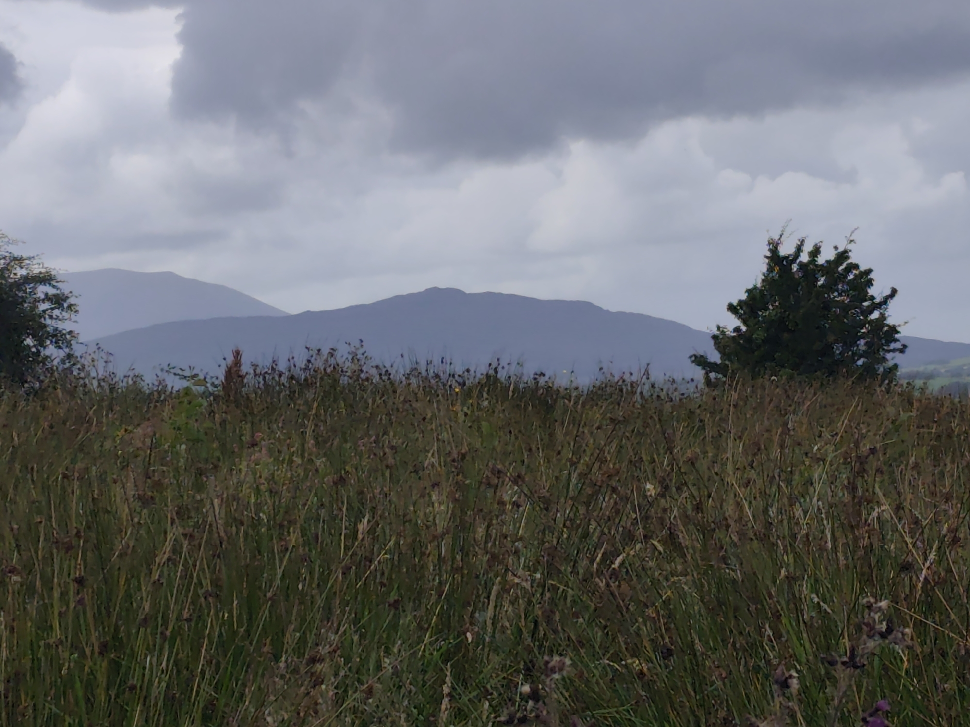 A landscape image depicts a field of tall, dry grass in the foreground, with dark, muted colors. Behind the field, a range of muted purple hills recedes into the distance. The sky is overcast with heavy, gray clouds. A dark green, bushy tree stands on the right side of the frame, silhouetted against the hills. The scene is likely an outdoor, rural environment in Doohana, Ireland, given the typical hilly terrain and cloudy weather. No people or animals are visible in the image.