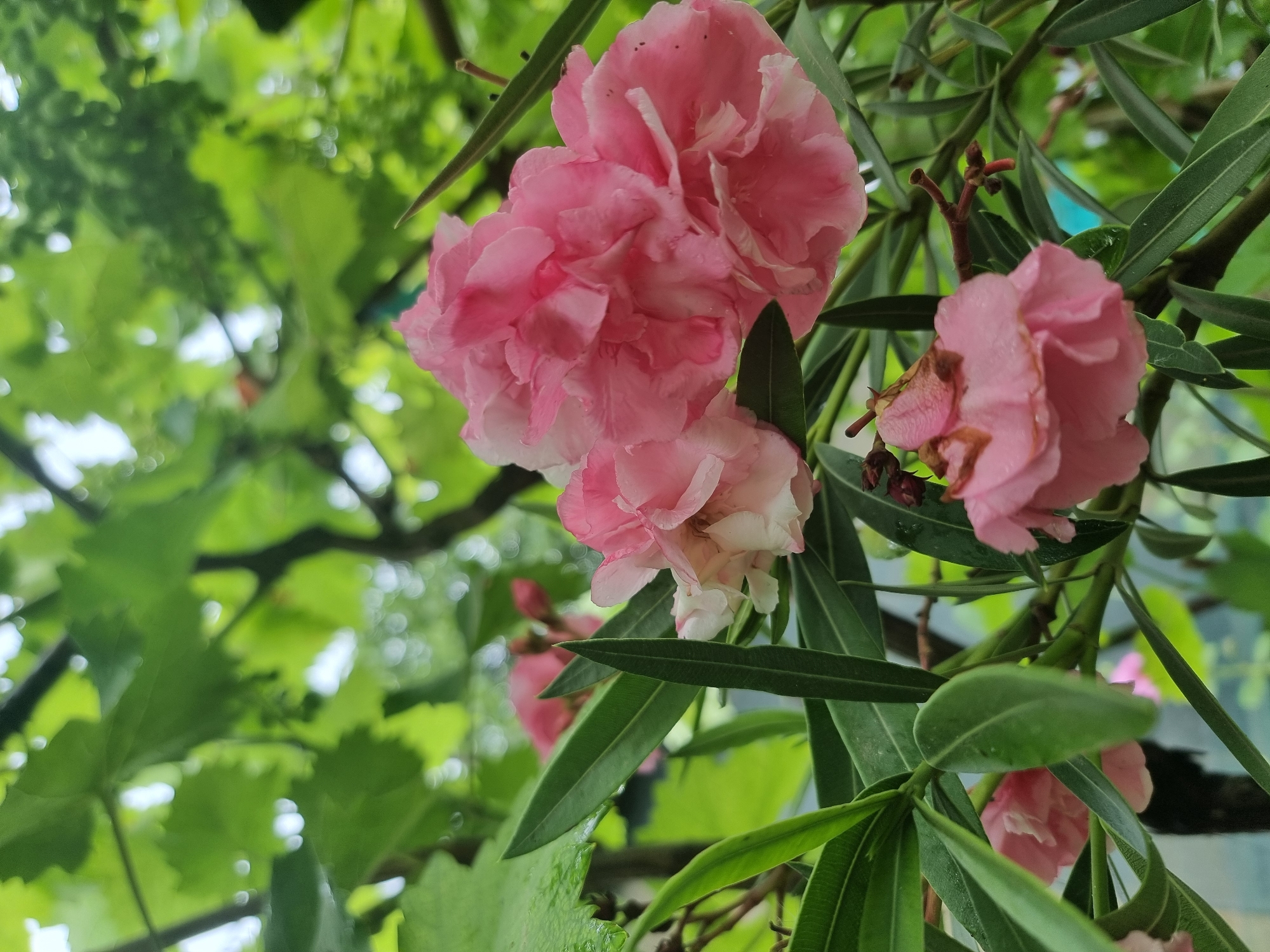 The image shows a close-up view of several pink oleander flowers and their long, green leaves. The flowers are clustered together, with some appearing more fully bloomed than others. The leaves are slender and pointed, with a glossy texture. In the background, out of focus, are more green leaves and branches, suggesting the plant is growing outdoors, possibly in a garden or natural setting. The lighting suggests it might be a cloudy day, as there are no harsh shadows. The image does not depict any people or specific identifiable landmarks of Copanca, Moldova.