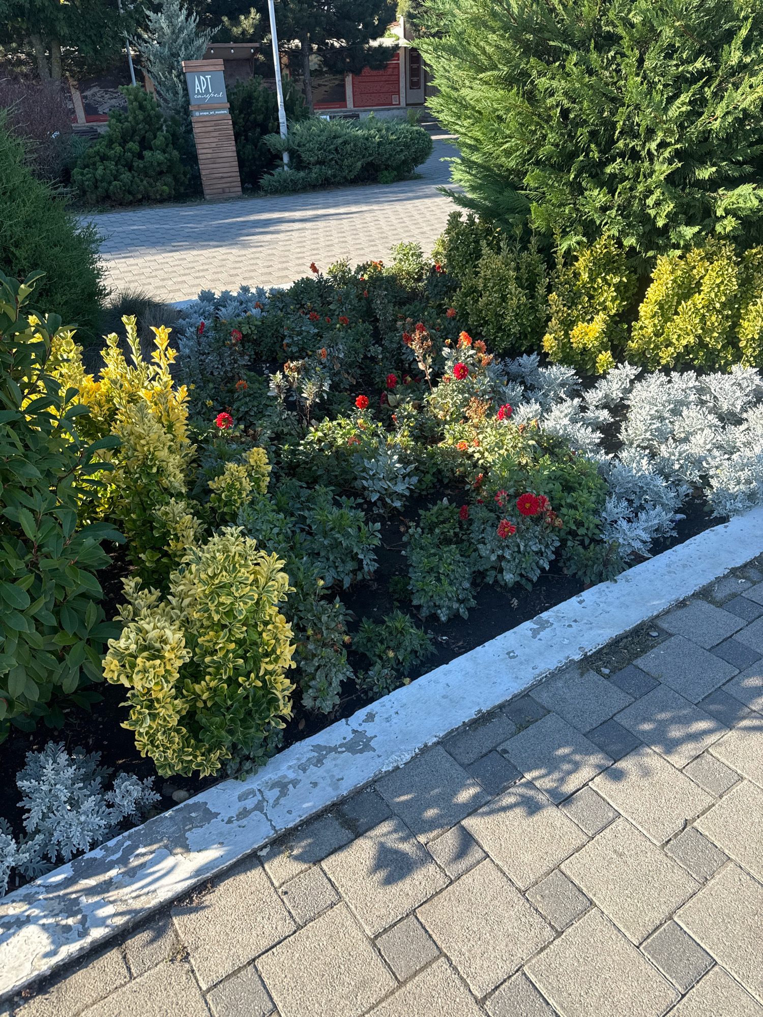 The image depicts a well-maintained landscaping feature adjacent to a paved walkway in Anapa, Russia. The foreground shows a border of grey concrete curbing, weathered with patches of peeling paint. Beyond the curbing, a garden bed is densely planted with various shrubs and flowers. Prominent are several bushes with variegated green and yellow foliage, interspersed with dark green leafy plants and smaller plants with silvery-grey leaves. Red flowers, possibly dahlias or roses, are scattered throughout the garden, adding pops of color.
Behind the garden, a paved area made of interlocking grey and tan square pavers stretches into the background. To the left of the garden, a wooden signpost with the text "APT" and "resort" is visible, along with what appears to be a QR code and smaller text indicating an Instagram handle, "@anapa_art_masters". Several coniferous trees, including a tall, feathery cypress-like tree and other evergreen shrubs, form a backdrop. In the far background, glimpses of buildings with red siding and dark roofs can be seen, suggesting a resort or residential area. The lighting suggests it is daytime, with shadows from the trees cast across the paved walkway, indicating sunlight. No people are present in the image.