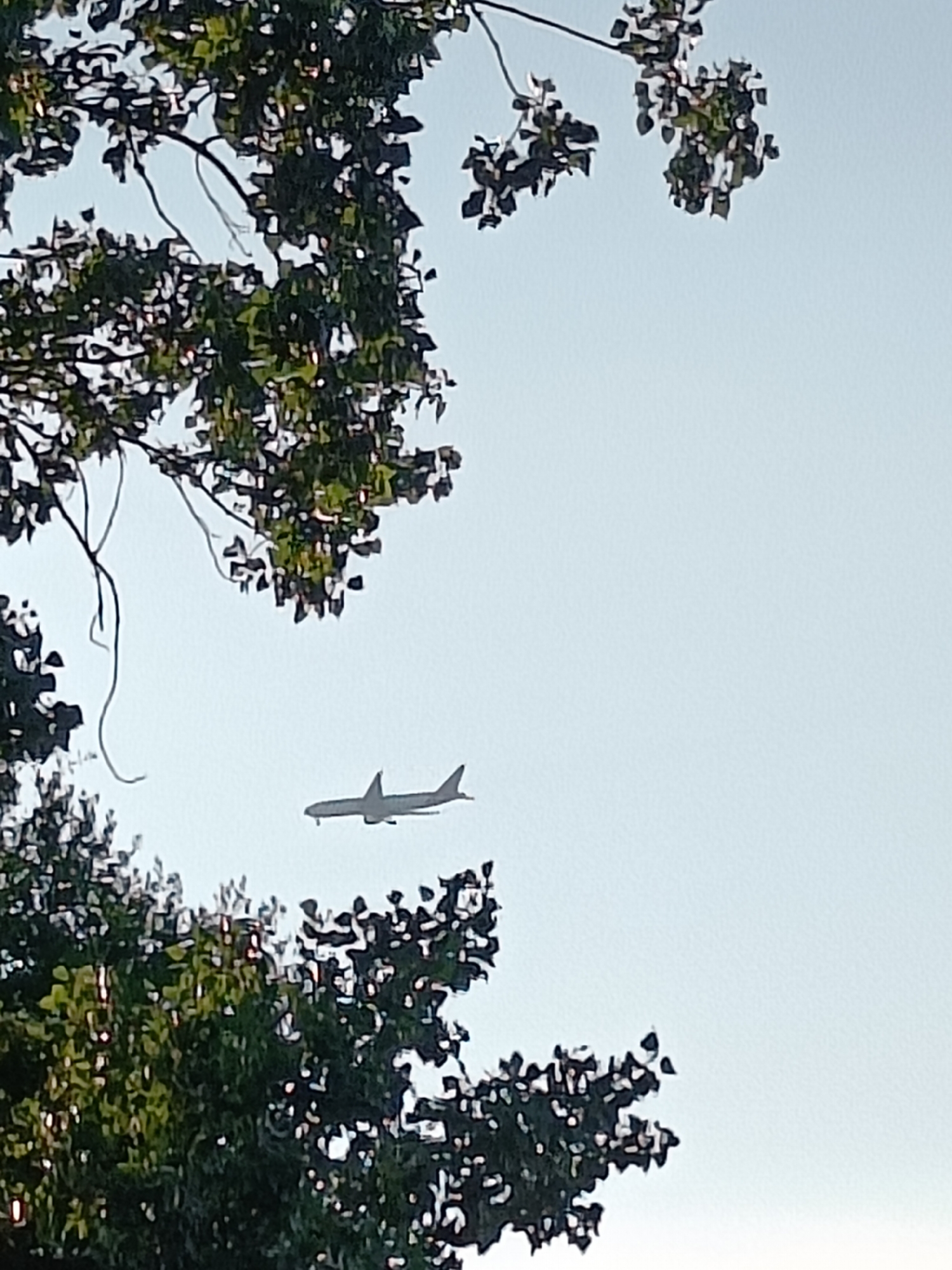 An airplane is visible in the sky, appearing in the distance and slightly above the tree line, with its silhouette clearly defined against the light sky. The airplane is pointed towards the right of the frame and appears to be in flight. In the foreground and framing the scene, there are large, leafy trees. The leaves are a deep green, with some appearing lighter due to sunlight. The branches of the trees extend into the frame from the top and bottom left, and the top right. The sky is a pale, uniform blue. The location is identified as Haacht, Belgium.