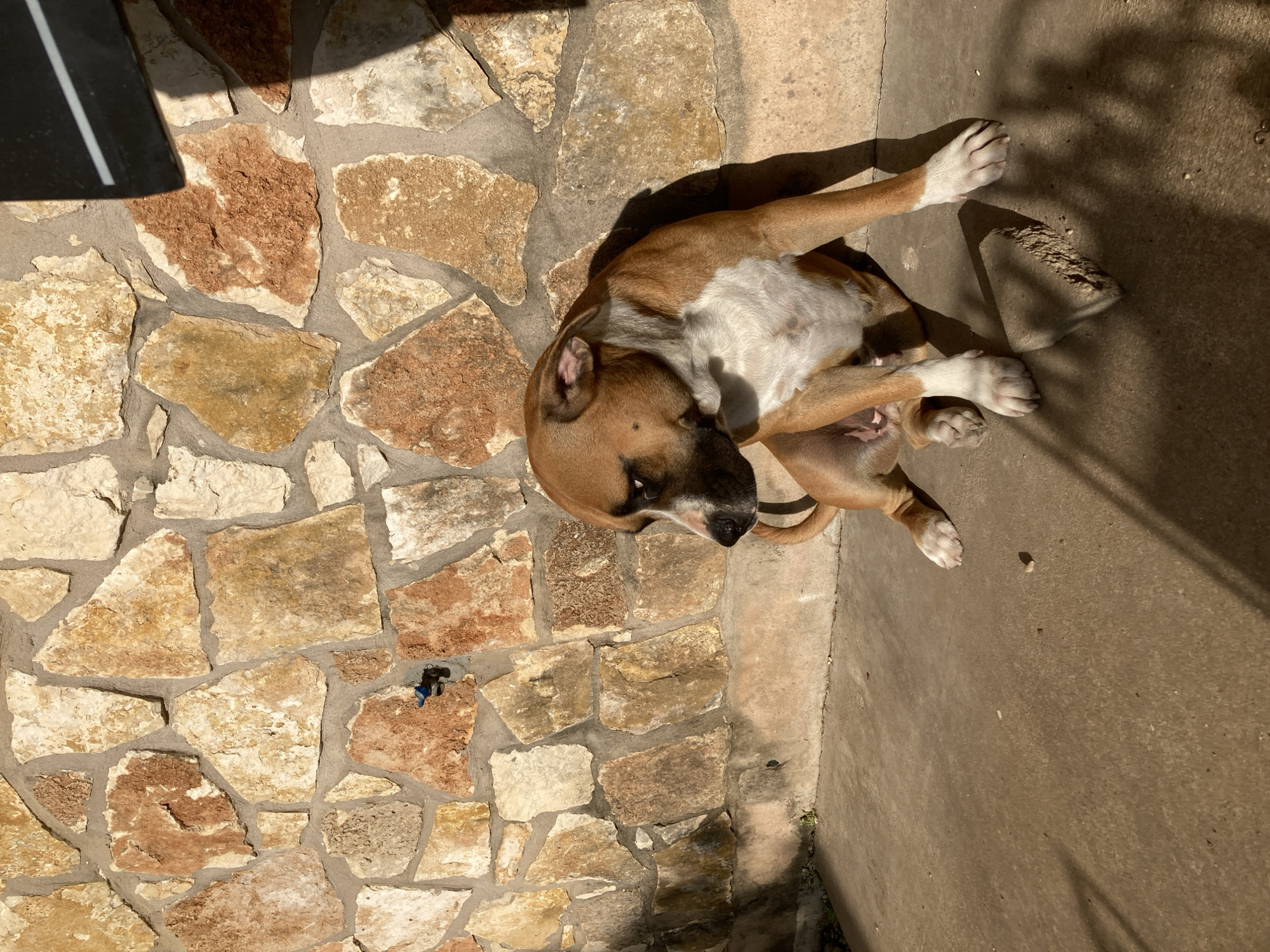 A brown and white dog is sitting on a concrete patio in front of a stone wall. The dog is looking to its left, with its head turned. A small blue faucet is visible on the stone wall to the left of the dog. The sun is shining, casting shadows on the ground. The image is taken outdoors.