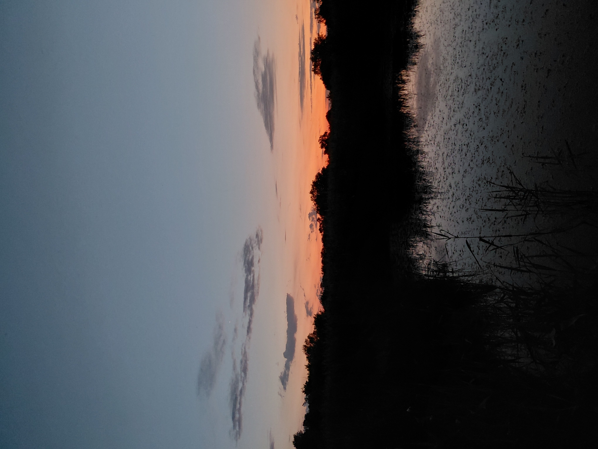 This is a vertical, medium-shot photograph of a natural landscape at dusk. The sky transitions from a pale blue at the top to hues of orange and pink near the horizon, with scattered wispy clouds. A dark silhouette of trees and vegetation forms a band across the middle of the image. Below the treeline, a body of water, possibly a pond or lake, reflects the sky and surrounding foliage. Reeds and other aquatic plants are visible emerging from the water in the foreground and along the edges. The overall atmosphere is serene and twilight-like. The image is located in the vicinity of Ustyvytsia, Ukraine.