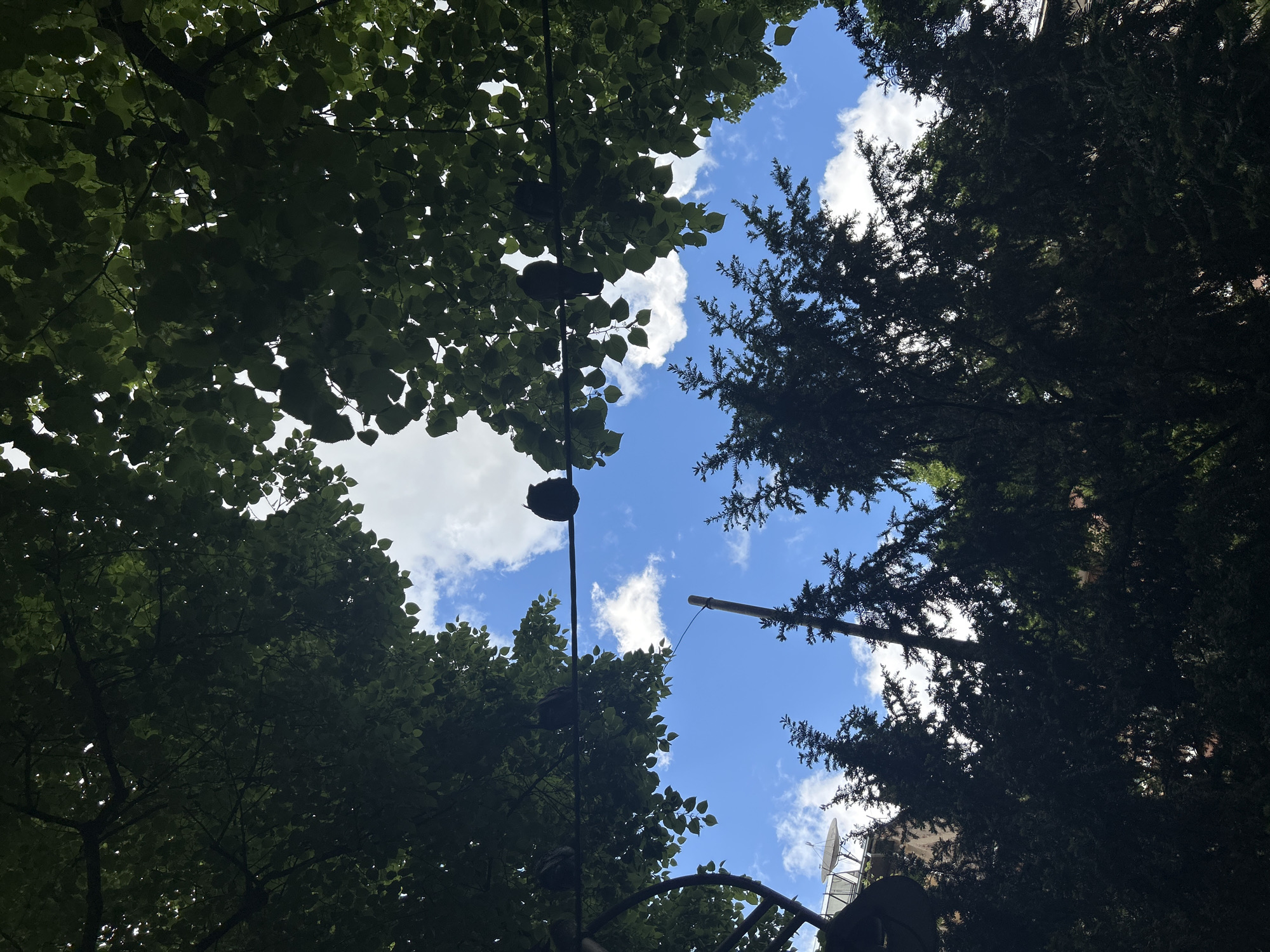A low-angle shot depicts the sky partially obscured by trees, with a power line running across the frame. Shoes hang from the power line amidst the leaves. A satellite dish is visible in the lower right corner. The image suggests an urban environment where nature intersects with infrastructure.