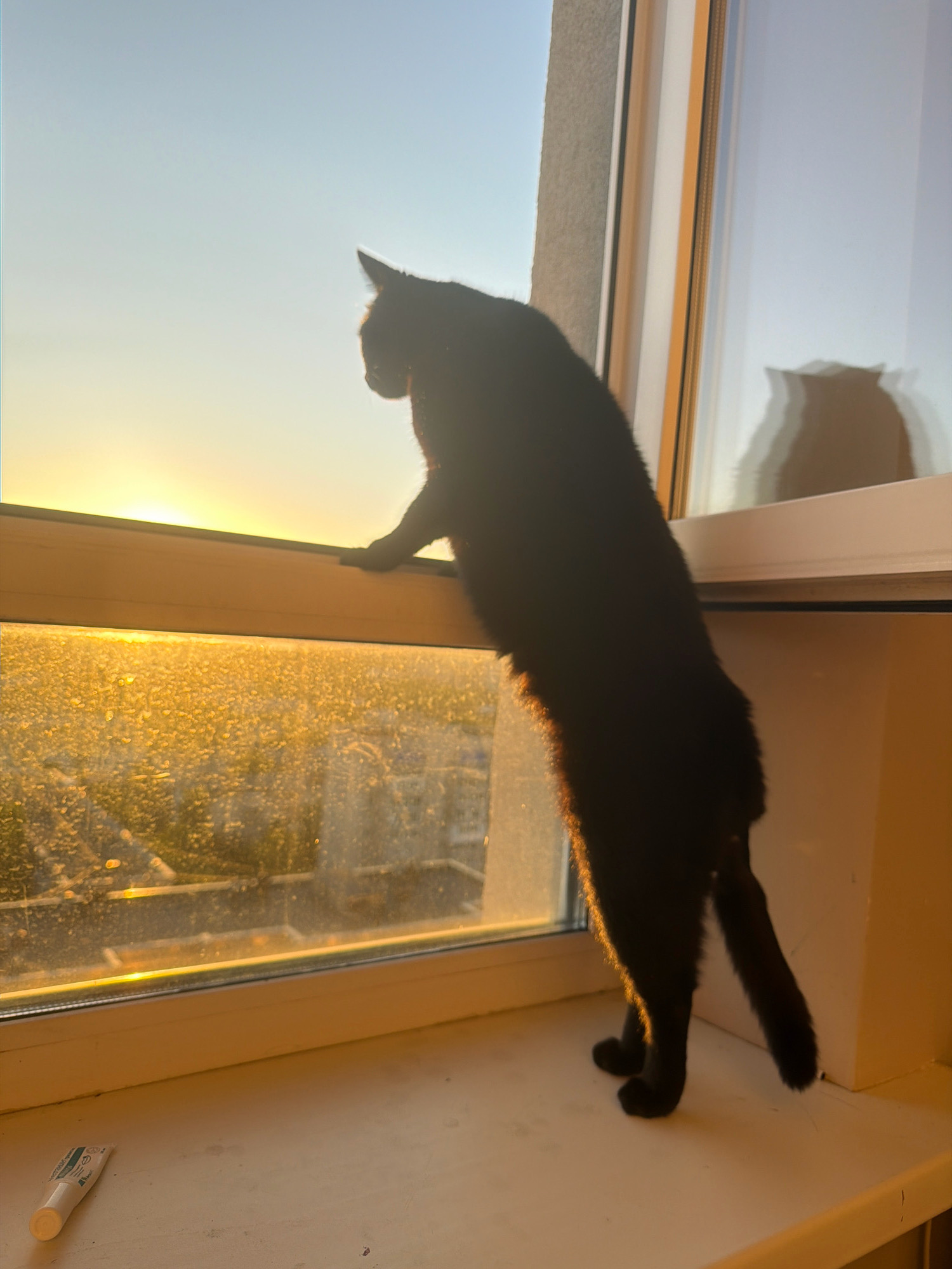 A black cat is silhouetted against a golden sunset while standing on a windowsill. The cat is facing away from the camera, looking out the window. The window is dirty and streaked with condensation. Outside the window, there are buildings and trees. The image was taken in Samara, Russia.