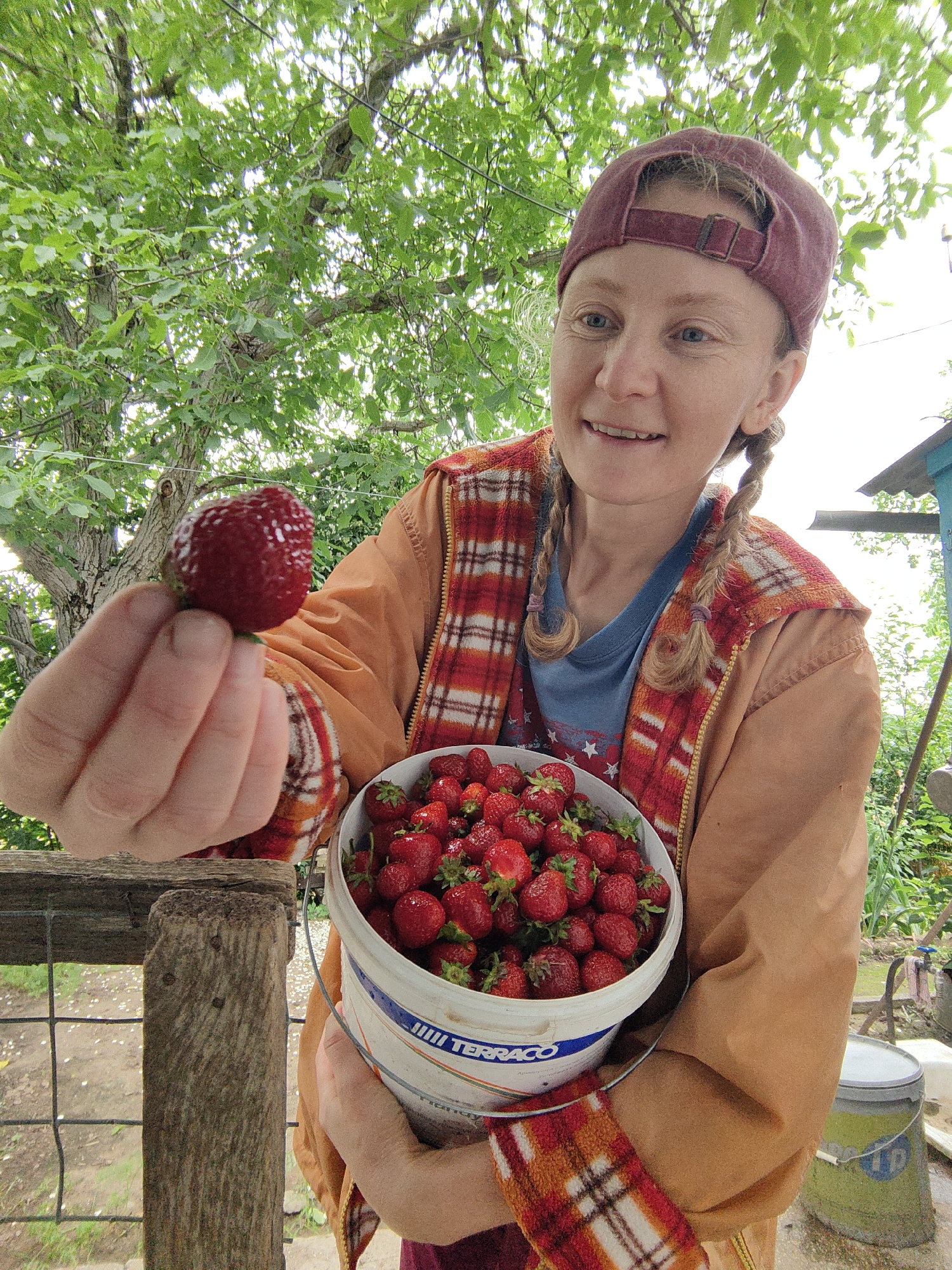 A woman with blonde braided hair and blue eyes, wearing a burgundy baseball cap, a blue t-shirt with white stars, and an orange jacket with a red and white plaid fleece vest, stands outdoors holding a large strawberry in her left hand. She is smiling and looking at the strawberry. Her right hand is holding a white bucket filled with strawberries. The background consists of green trees and foliage, a wooden fence, and some rustic structures. The scene appears to be a rural or garden setting. It is not possible to determine the specific location within Зуйское сельское поселение, Ukraine based on the image alone.
