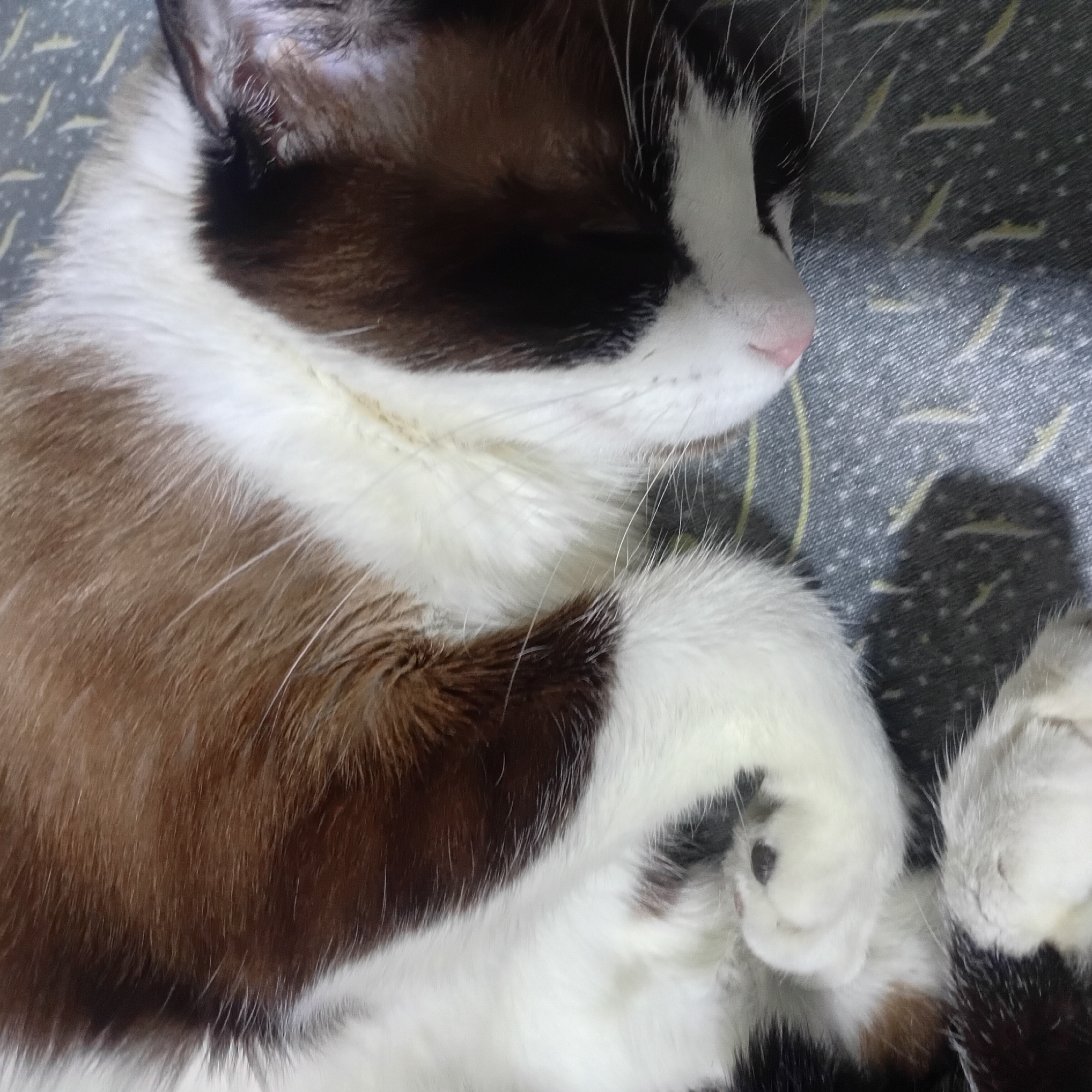 A close-up depicts a sleeping cat with brown and white fur on a grey patterned surface. The cat's head is positioned at the top left, and its paws are curled up near the bottom right. The cat has a pink nose, and its eyes are closed.