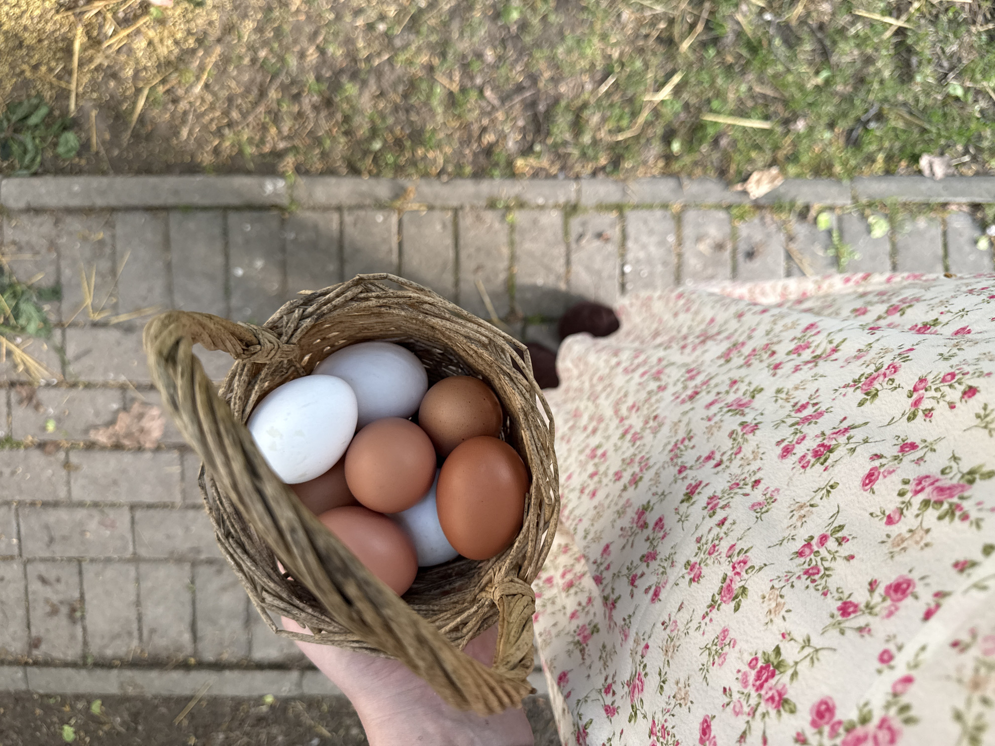 A top-down shot depicts a person holding a wicker basket filled with a mix of brown and white eggs, standing on a path of gray, rectangular paving stones with grassy edges, in Sapronovo, Russia. The person is wearing a floral-patterned dress.