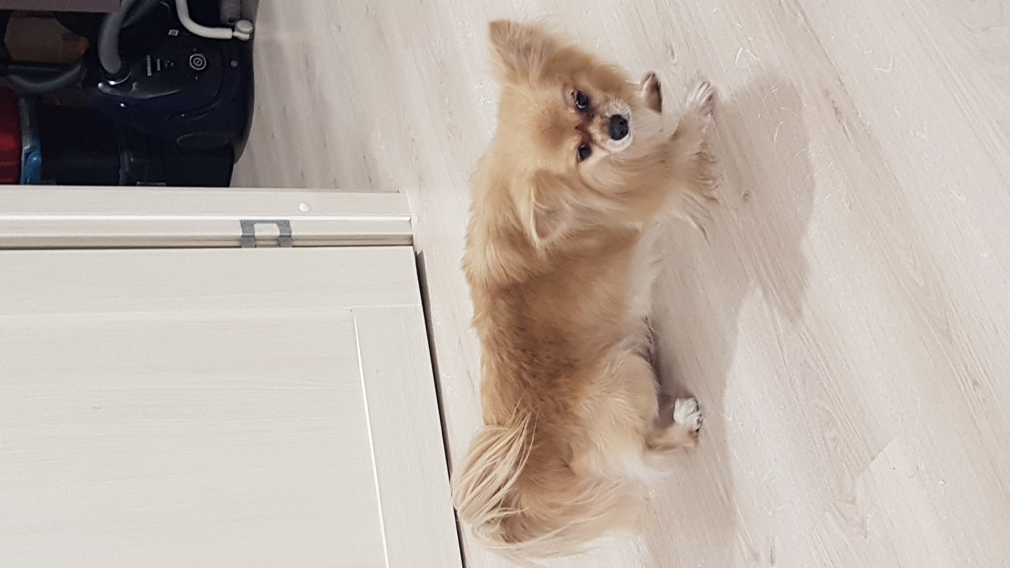 A medium-sized, long-haired, light brown dog is standing on a light-colored wood-grain floor. The dog is looking up at the camera with its head tilted. To the left of the dog is a white cabinet with a dark blue object on top of it. The location is not discernible from the image, therefore Saint Petersburg, Russia cannot be ascertained.