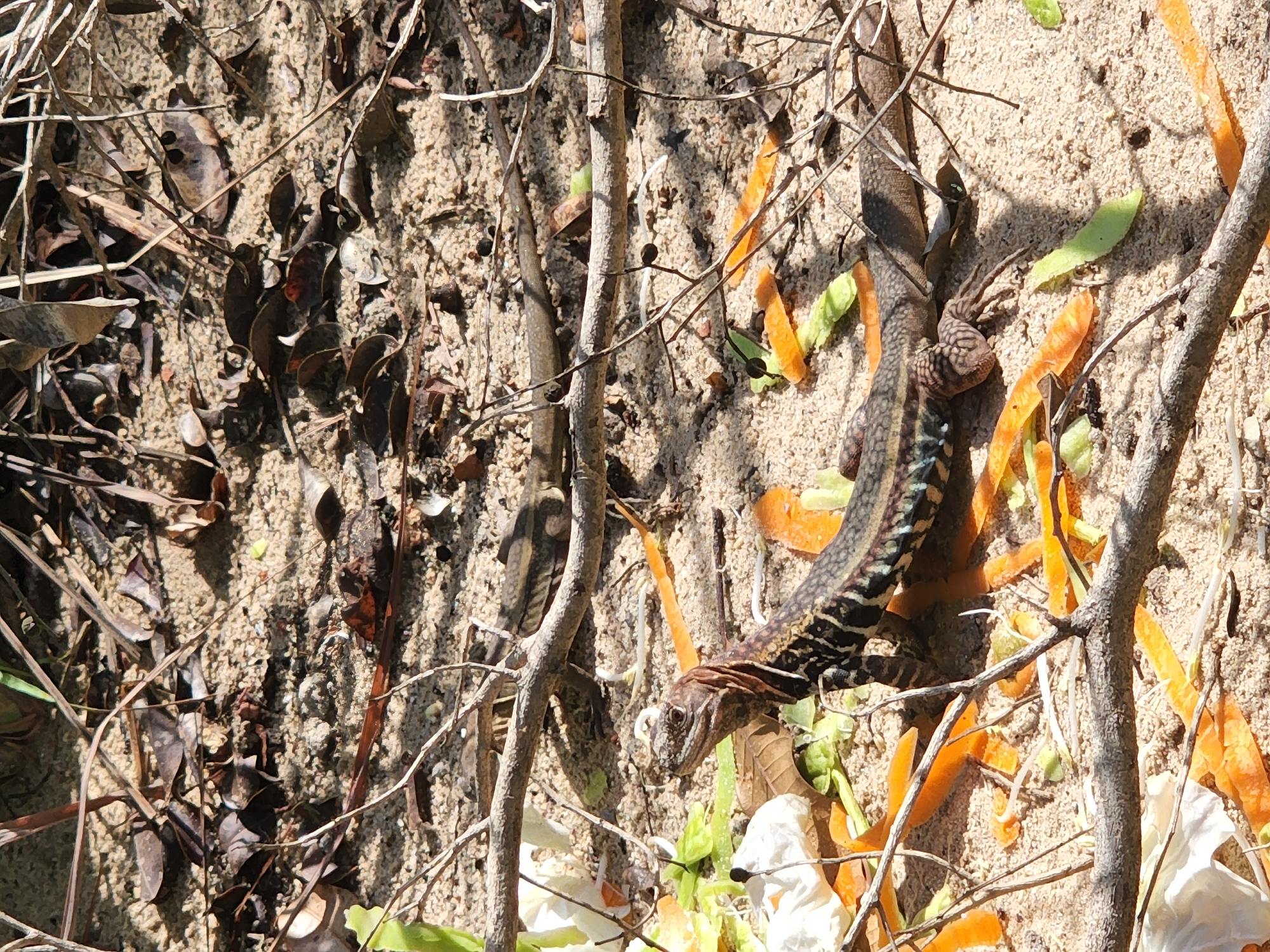 The image displays a lizard positioned on sandy ground, illuminated by direct sunlight which casts sharp shadows from sparse, dried branches and twigs scattered across the scene. The lizard, centrally located, exhibits a patterned body with dark banding and lighter longitudinal stripes, a brown head, and visible forelegs; its head is elevated and oriented slightly to the left. The sandy substrate is interspersed with numerous dried brown leaves, bright orange curled fragments resembling vegetable peels, and lighter green leafy material, along with crumpled white debris. No human subjects are present. The scene is located in Phan Thiet Ward, Vietnam.