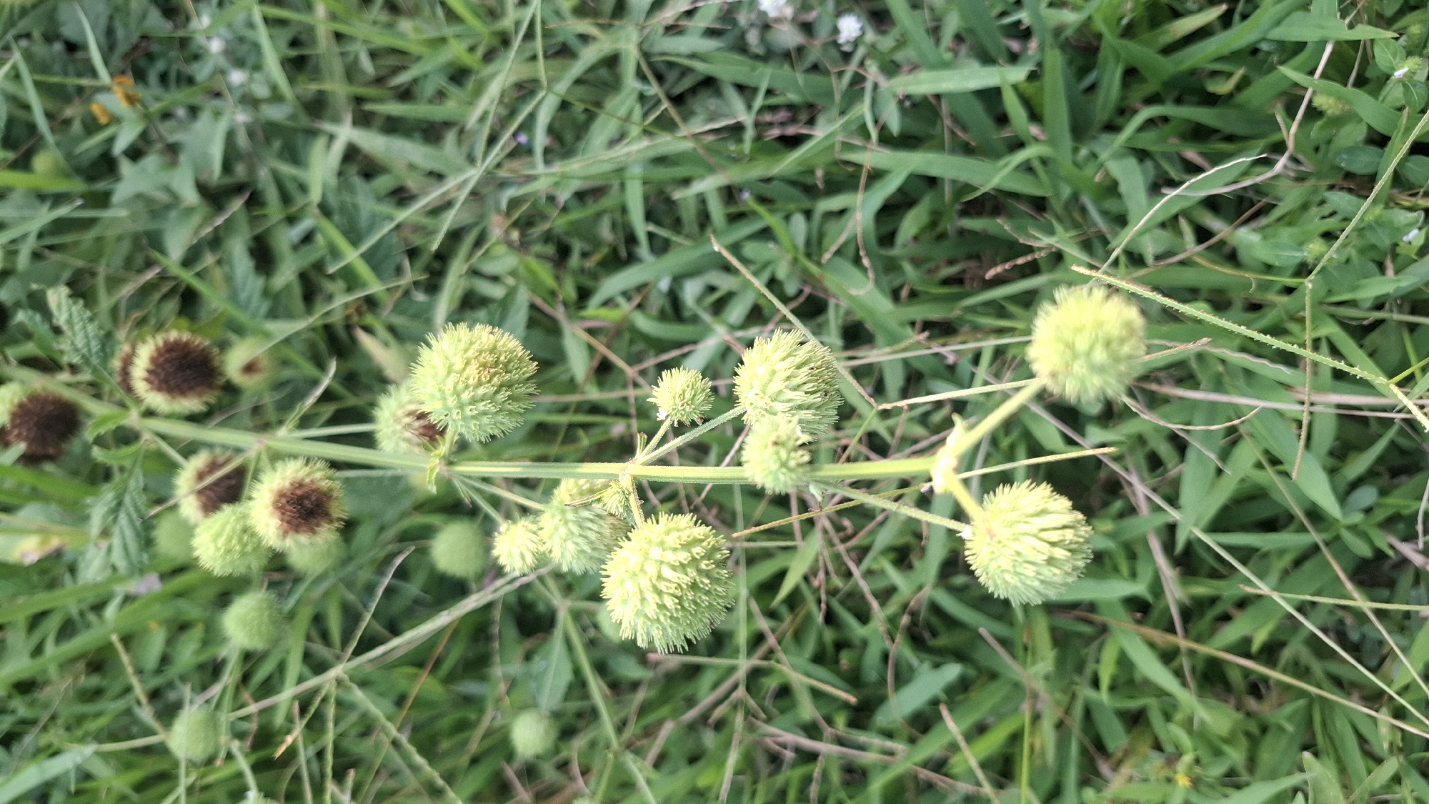 The image shows a close-up, vertical shot of a plant with spherical seed pods, some green and spiky, others brown and fuzzy, against a backdrop of green grass and foliage. The plant stem is visible, with multiple seed pods clustered at various points along its length. The environment suggests an outdoor setting, possibly a field or garden in Rahong, Indonesia, given the lush greenery and the presence of what appears to be common vegetation. There are no people or animals visible in the frame. The lighting is natural, indicating it was taken during the daytime.