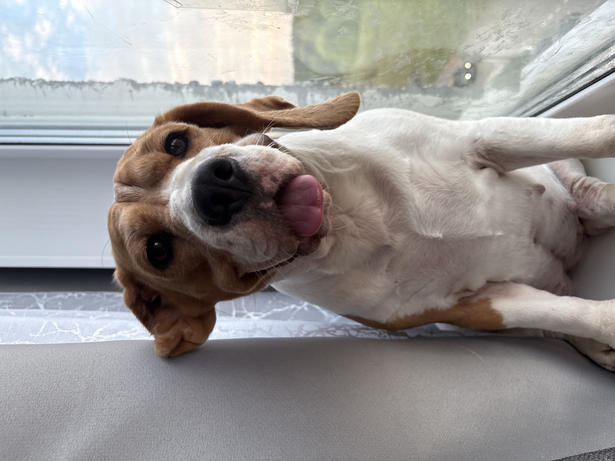 A medium-shot photograph depicts a brown and white Beagle dog lying on its side. The dog is positioned on a light gray surface, likely a couch or bed, with its head tilted towards the viewer. The dog's tongue is sticking out of its mouth. Behind the dog, a window is visible with blurred foliage and sky. The photograph's location is in Марковский, Russia.