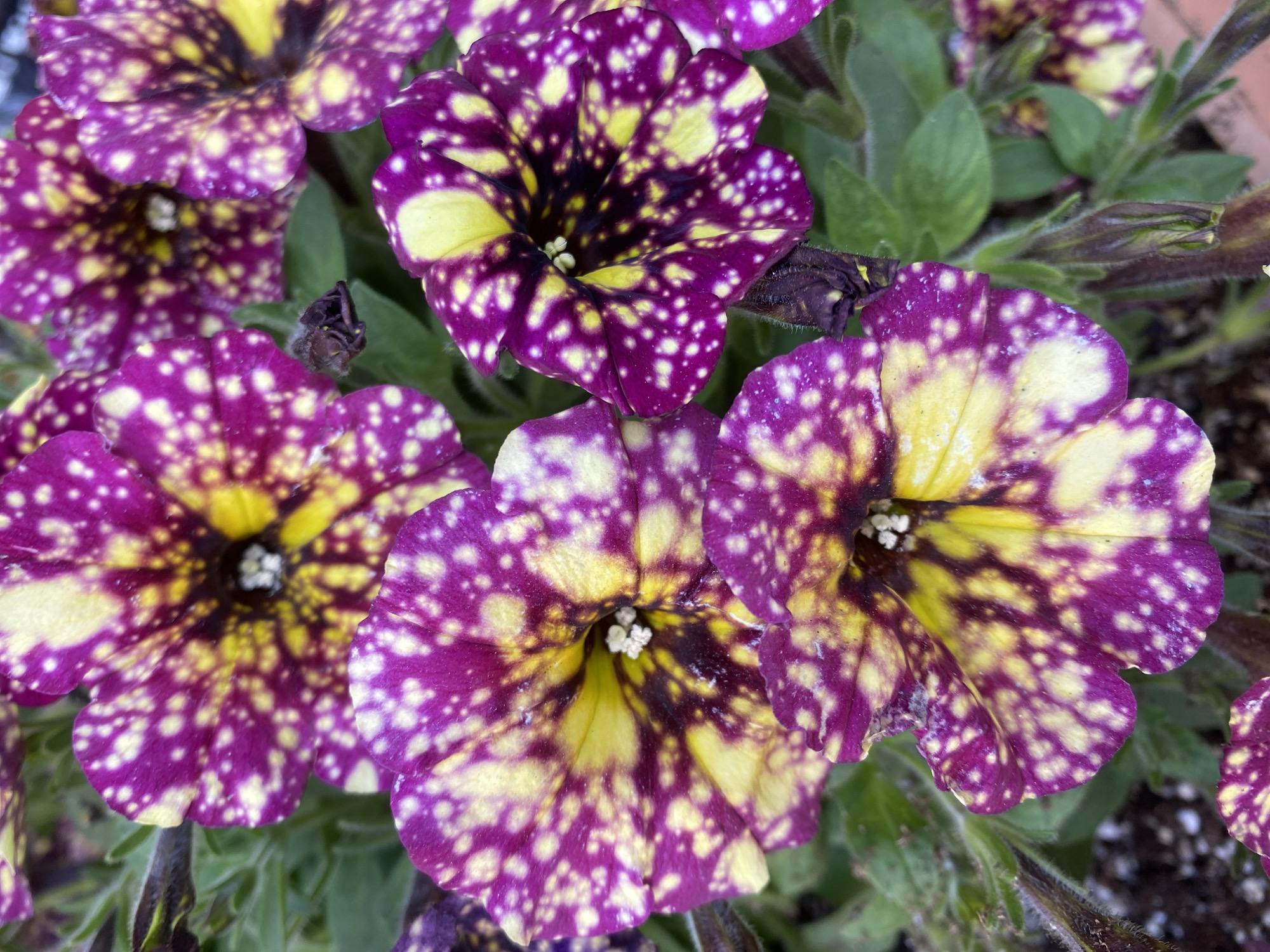 The image displays a close-up view of multiple vibrant flowers, likely petunias, in full bloom. Each flower exhibits a striking bicolored pattern: a deep magenta or purple base color adorned with irregular splashes and speckles of bright yellow and white. The yellow and white markings are most concentrated towards the center of the blossoms, gradually dissipating towards the outer edges of the petals. The very center of each flower is a darker, almost black, shade, with small, light-colored stamens visible.
There are at least five prominent flowers in the foreground, clustered together, with additional blooms and buds partially visible in the background and edges of the frame. Surrounding the flowers is healthy green foliage, characterized by slightly fuzzy stems and leaves. Some darker, wilted flower buds or spent blooms are also present, indicating the natural life cycle of the plants.
The scene is brightly and evenly lit, suggesting it was captured during the daytime, possibly under diffused sunlight or an overcast sky, which highlights the intricate details of the petals without harsh shadows. The flowers appear to be growing in soil, likely in a garden or a planter. The image captures a moment of natural beauty and vivid color. No text is visible within the image. The location context for this media file is Alanya, Turkey.