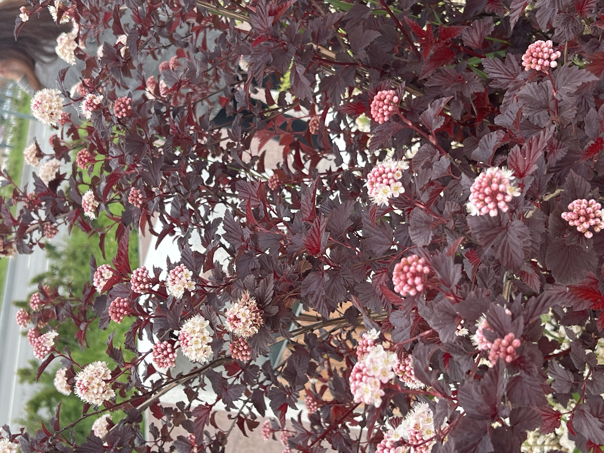 In Yekaterinburg, Russia, a close-up shot focuses on a dense shrub with dark reddish-purple foliage and clusters of delicate pink and white flowers. The shrub is in full bloom, with some flower clusters appearing as tight buds of pink, while others have opened to reveal small, white petals surrounding a pink center. The leaves are broadly ovate with serrated edges, and the stems are a vibrant red. In the background, a person with long dark hair, wearing a grey top, is partially visible, appearing to be standing behind the shrub, out of focus. Further in the background, a blurred green and white outdoor environment is visible, suggesting a park or garden setting.