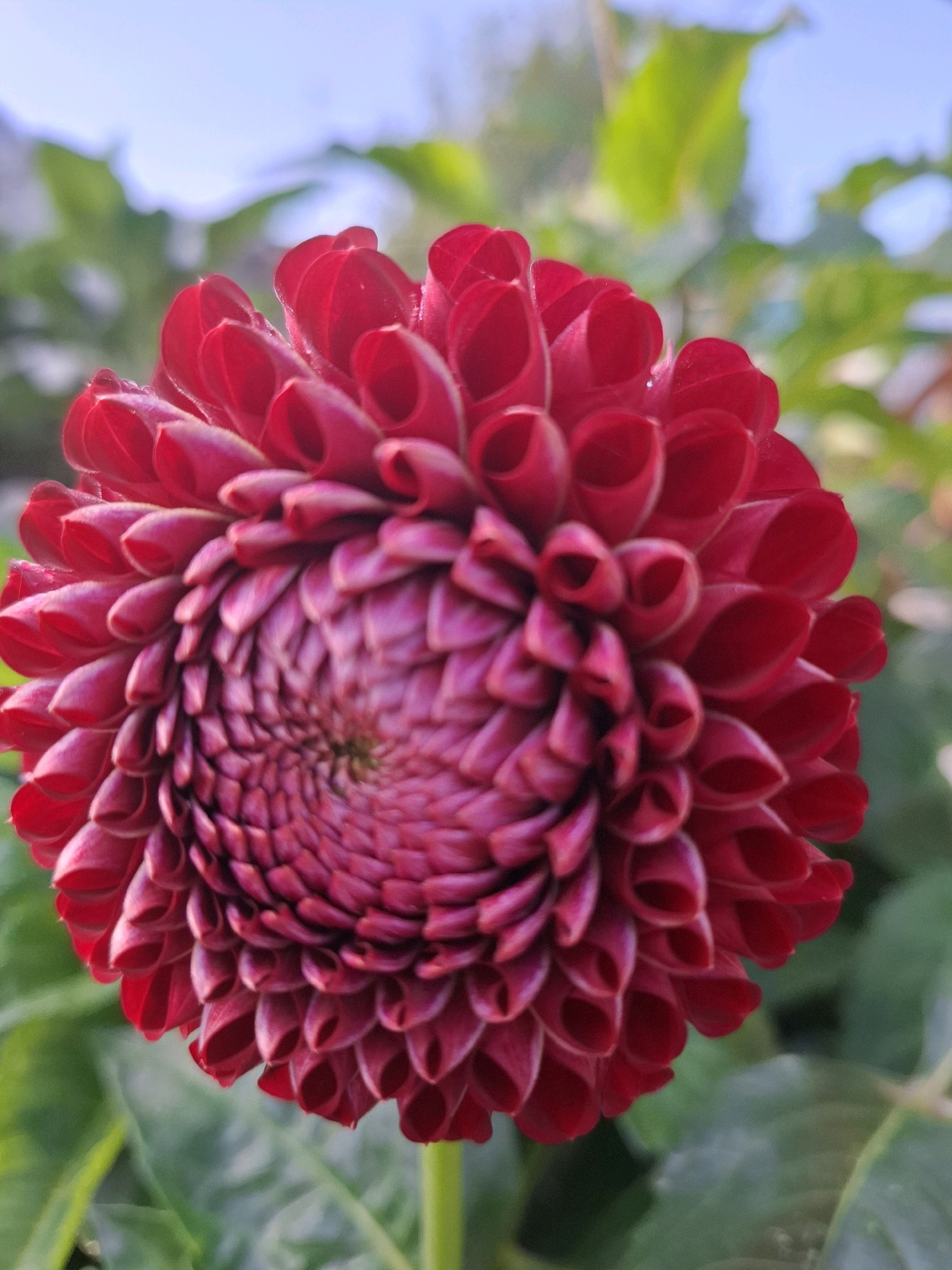 A close-up, vertical shot captures a dark red dahlia flower in bloom. The petals are tightly packed and curl inwards, creating a spiral pattern that draws the eye to the center of the flower. The flower is surrounded by green foliage, and a blurred sky with hints of blue and white is visible in the background. The lighting suggests it is daytime, possibly late afternoon given the soft light and shadows. This scene could be found in a garden in Tyumen, Russia, where dahlias are popular ornamental plants, especially in the city's parks and private gardens.