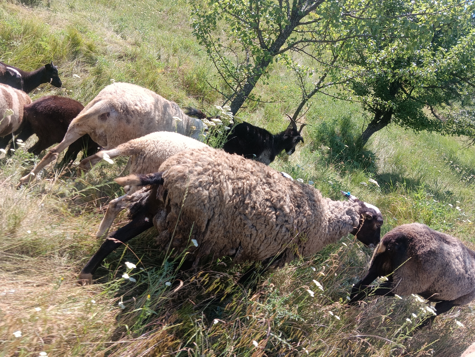 A flock of sheep and a goat graze on a grassy hillside. In the foreground, a ewe with a light brown fleece and black legs bends to eat grass. To its right, another ewe with a darker brown fleece is partially visible. Behind the first ewe, a lighter-colored sheep is walking away from the camera. In the middle ground, a black goat with curved horns is standing and looking to the right. A dark brown lamb is to the left of the goat. In the background, a large tree with green leaves shades part of the hillside. The ground is covered with dry grass and small white wildflowers. The scene is outdoors under a bright sky.