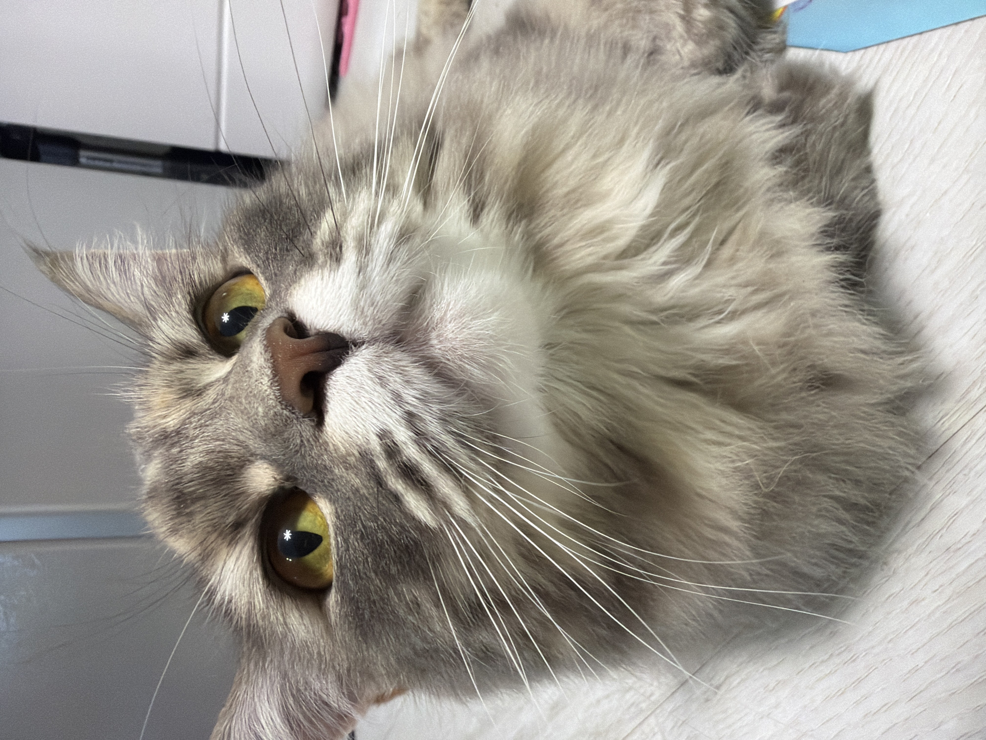An extreme close-up shot focuses on the face of a fluffy gray and white cat, its head tilted upwards. The cat has large, bright yellow eyes with black pupils, and its gaze is directed slightly off-camera. Long, white whiskers fan out from its muzzle. The cat's fur is a mixture of gray and lighter gray or white, with some darker gray tabby markings visible on its forehead and around its nose. The background is out of focus, but appears to be an indoor setting with a light-colored, textured surface, possibly a wooden floor, and a hint of a white wall or furniture.
