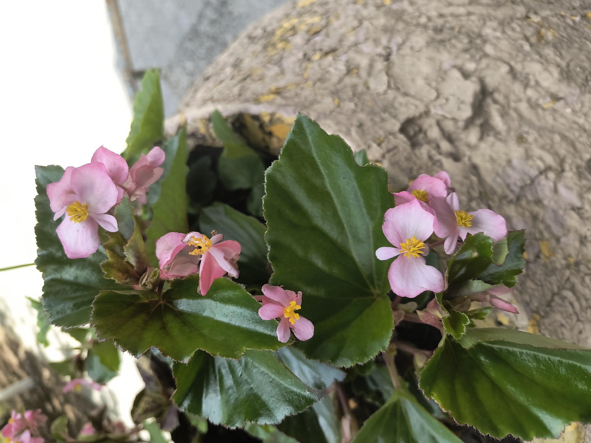 A close-up, eye-level shot captures a cluster of delicate pink begonia flowers and their dark green, glossy leaves. The flowers, with their distinctive yellow stamens, are interspersed with the foliage, some fully open and others still in bud. The plant is situated in a textured, light-colored pot, possibly made of concrete, which occupies the right side of the frame. The background is blurred, showing hints of a lighter, outdoor environment. The image appears to be taken in an urban setting, though no specific landmarks in Rivne, Ukraine are identifiable.