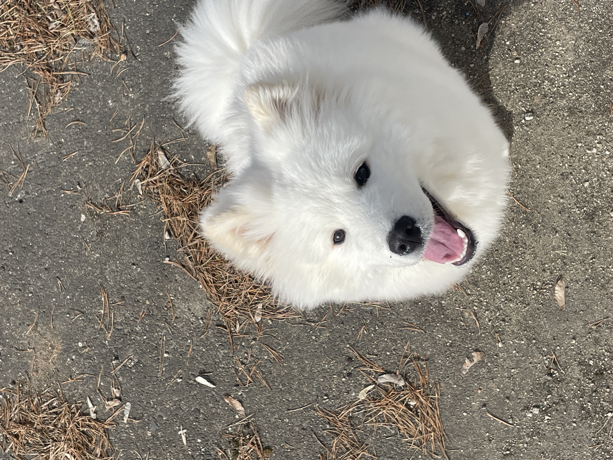 An overhead shot captures a pure white, fluffy dog, likely a Samoyed puppy or similar breed, lying or sitting on a coarse asphalt surface. The dog's face is tilted upwards, looking directly into the camera with bright, dark eyes. Its mouth is open, revealing a pink tongue slightly extended and some teeth, suggesting it might be panting, happy, or playful. Its black nose is prominent.
The dog's fur is thick and pristine white, with a fluffy tail curled over its back visible in the upper left of the frame. The background consists of dark grey asphalt scattered with numerous dried pine needles, indicating an outdoor setting, possibly a park path or a garden area. The lighting is bright and natural, suggesting a sunny day, with soft shadows visible on the ground to the right of the dog. There is no visible text in the image. The overall impression is one of a cheerful and energetic dog enjoying the outdoors.