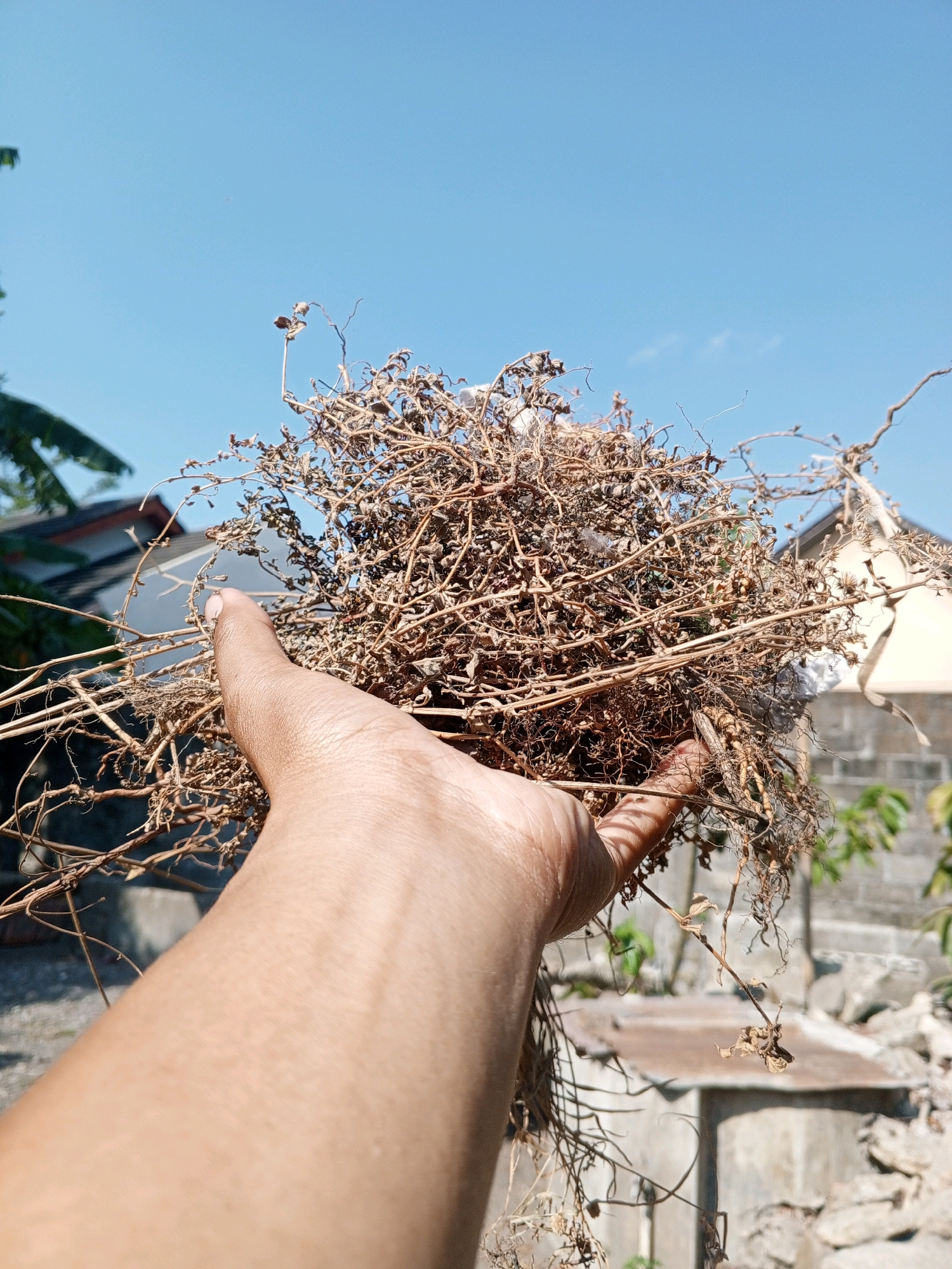 A close-up, outdoor, eye-level shot shows a person's hand holding a bundle of dried brown vegetation under a clear blue sky. The bundle of dried plants is dense with thin stems and what appear to be remnants of small leaves or seed pods. The hand, with skin that appears tan, is positioned in the foreground, with the fingers slightly curled around the bundle. The background depicts a blurred residential area with a tiled roof structure and concrete walls, suggesting an urban or suburban setting. The overall lighting is bright, indicative of daylight. The scene is located in Bantul, Indonesia.