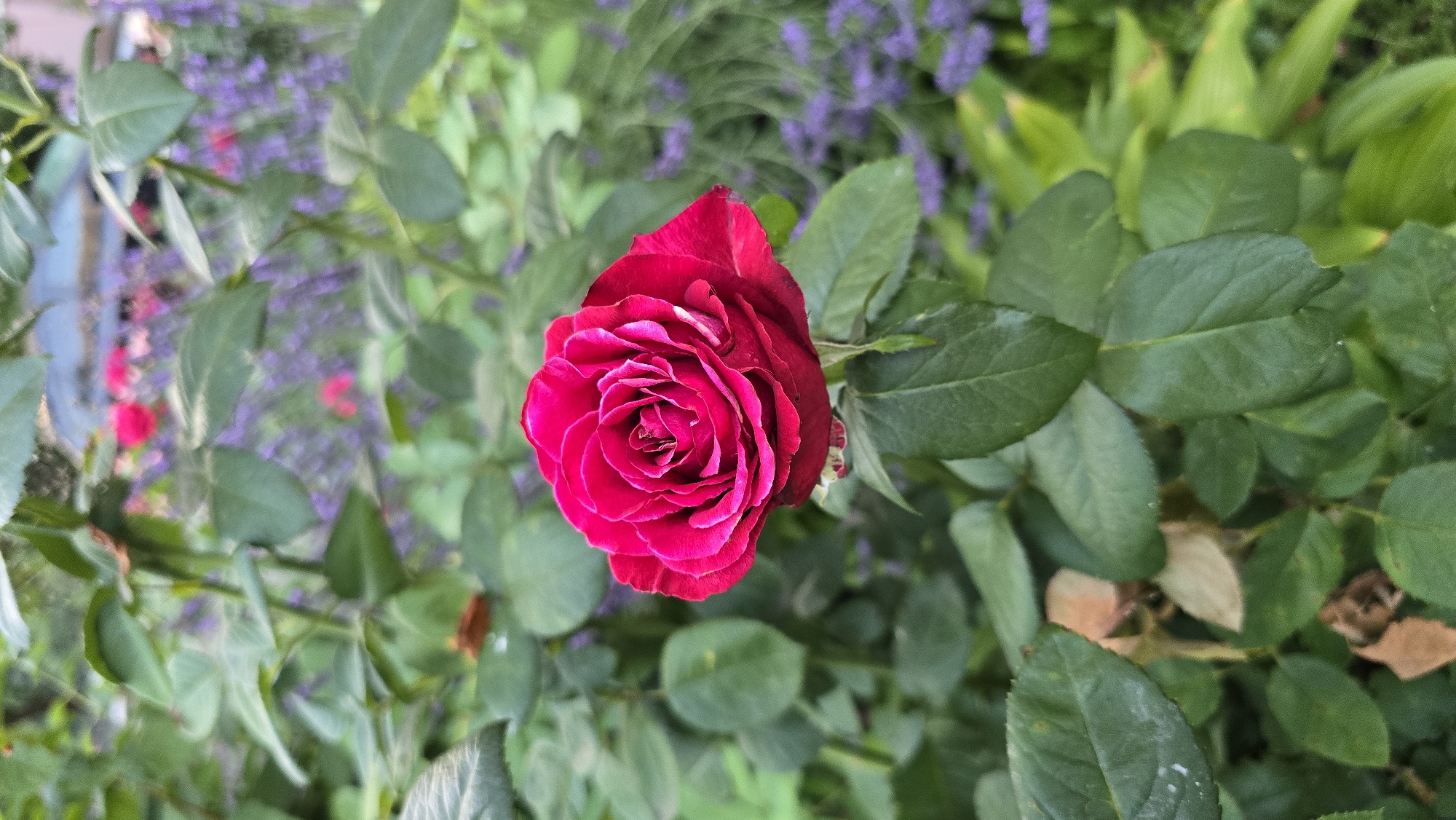 This is a medium shot, high-angle, close-up photograph of a single, deep pink rose in full bloom. The rose is the central subject and is positioned slightly to the left of the frame, facing upwards. Its petals are tightly furled in the center and unfurl outwards, revealing delicate layering and a velvety texture. Some of the outer petals appear to have a slightly lighter pink or white edge.
The rose is surrounded by lush green foliage. The leaves are a deep green color, some glossy and others matte, with visible veins. In the background, out of focus, are clusters of small purple flowers, possibly lavender, and other green plants, suggesting a garden setting. The lighting appears to be natural, suggesting it was taken during the daytime. There is no visible text in the image. The overall mood is serene and naturalistic, highlighting the beauty of the rose.