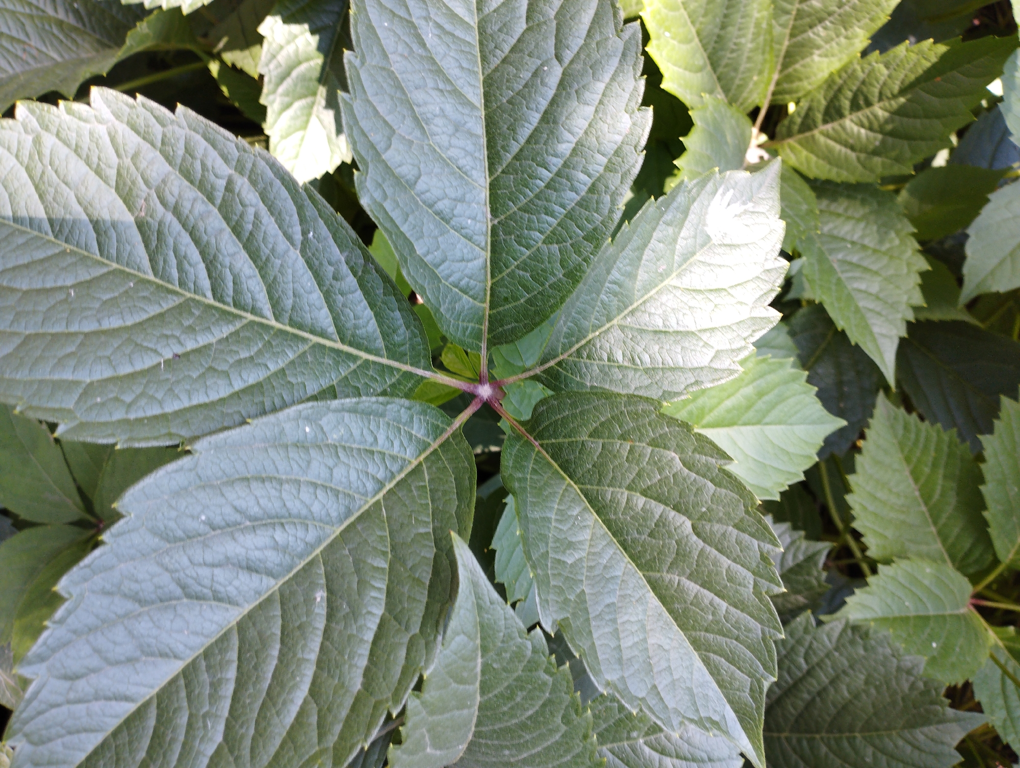 The image shows a close-up view of green leaves. The leaves appear to be from a plant with multiple leaflets radiating from a central point. The leaves are textured with prominent veins. Sunlight highlights some of the leaves, creating a contrast between lit and shadowed areas. The background is filled with more green leaves, suggesting a dense foliage. There are no people or any other objects visible in the image. The scene is likely outdoors, in a natural or garden setting. The location in Temirtau, Kazakhstan is not depicted or inferable from the image.