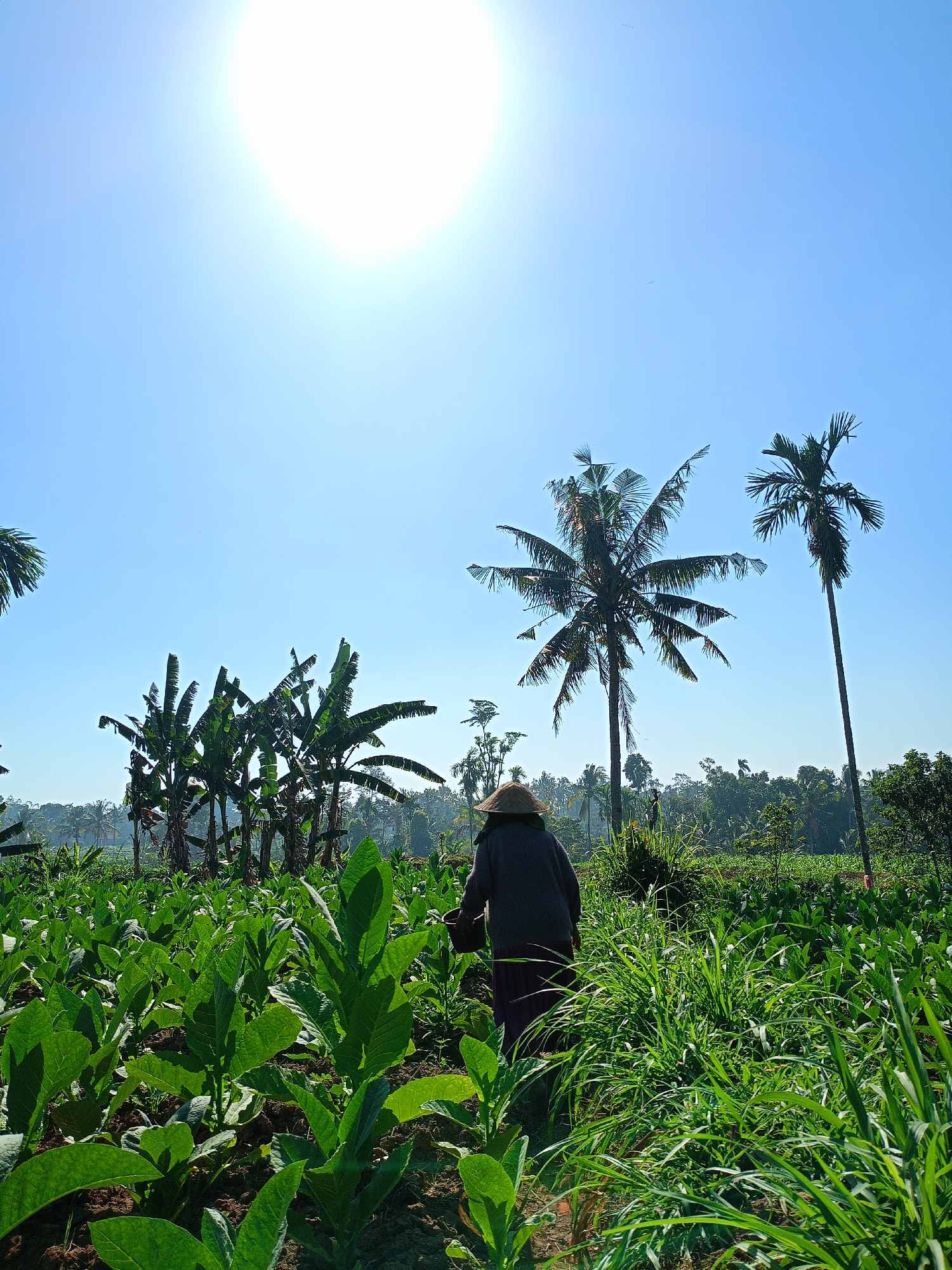 A full shot captures a farmer in a conical hat tending to a field of lush green plants, likely tobacco, under a bright sun in Panduman, Indonesia. The farmer, viewed from behind, is dressed in a dark long-sleeved shirt and dark pants, carrying a basket. The field is densely packed with broad-leafed plants, and in the background, several banana trees and two tall palm trees stand against a clear blue sky. The sun is positioned high in the sky, casting a bright glow that slightly overexposes the upper portion of the image. The overall scene depicts a rural agricultural setting bathed in natural sunlight.