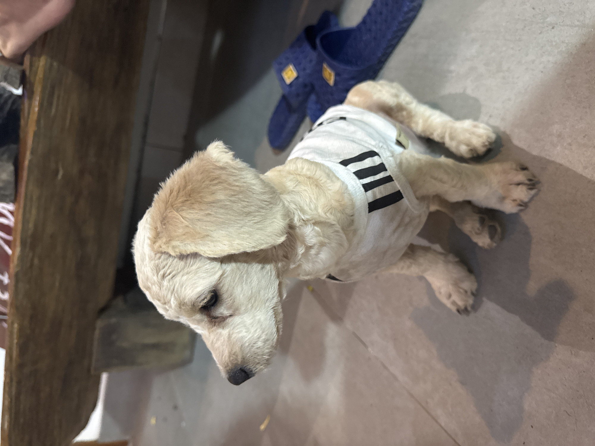 A tan dog wearing a white shirt with black stripes is lying on a light-colored floor. A pair of blue sandals are located near the dog. The left side of the frame features elements of a wooden structure. The image appears to be taken indoors. No evidence is present to confirm the location in Đà Nẵng, Vietnam.