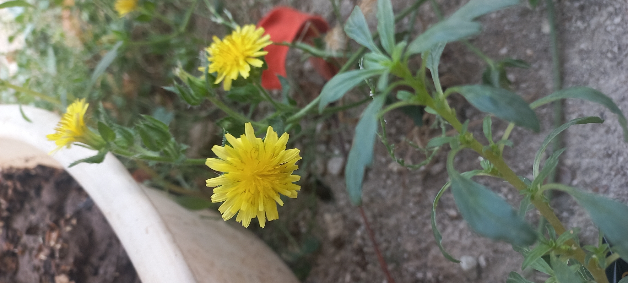 This is a close-up, slightly tilted shot of two yellow wildflowers growing outdoors. The flowers are small, with ray florets that appear to be somewhat spiky. They are in focus in the foreground, with a white planter to the left and a reddish object visible in the mid-ground. The background is a blur of green foliage and brown soil. The scene is likely a garden or natural area. There are no people or animals visible in the image. The overall impression is one of natural beauty in an urban setting.