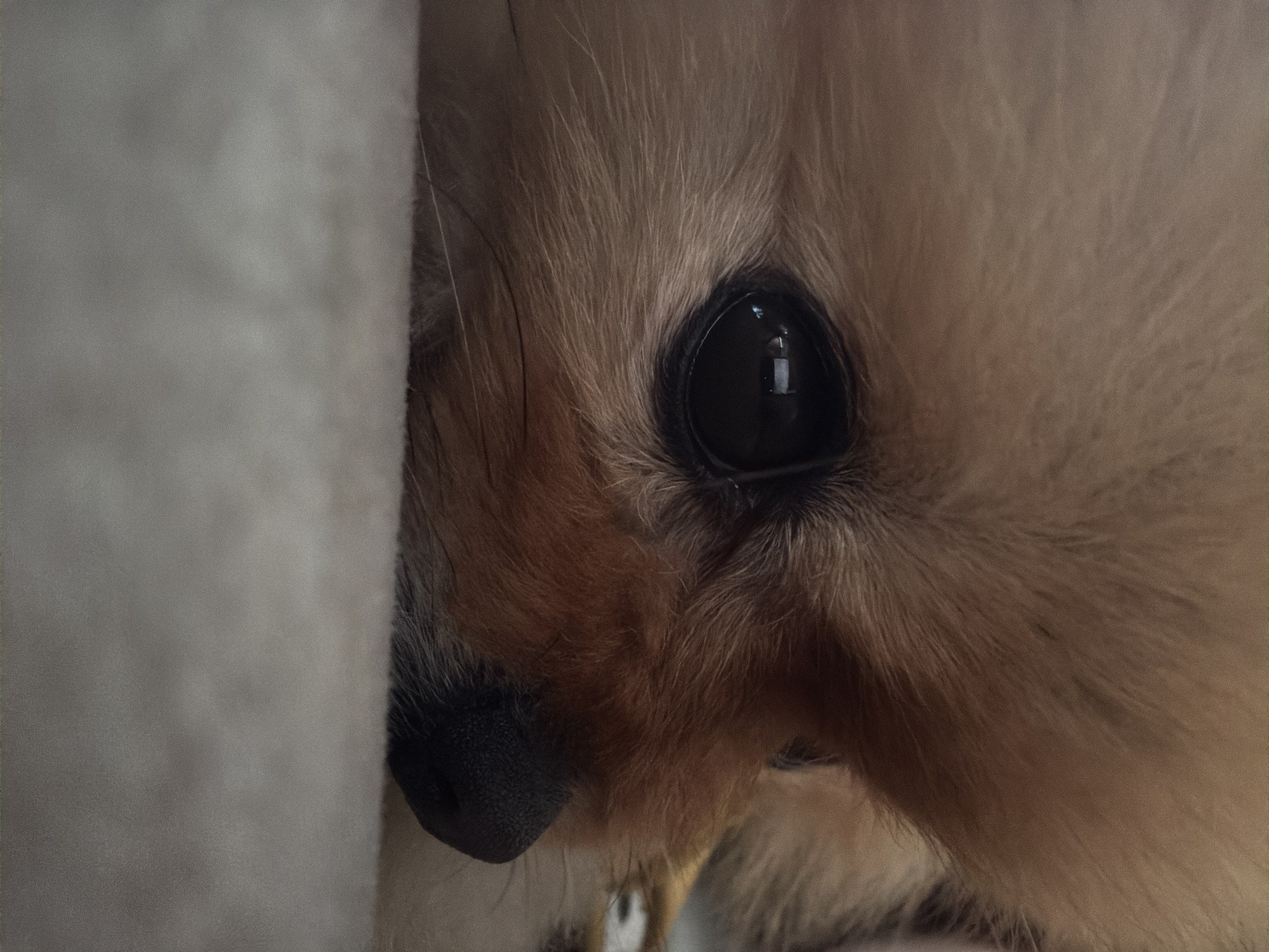 A close-up, eye-level shot focuses on the right side of a Pomeranian dog's face. The dog's dark, glossy eye is prominent, reflecting a faint light source. Its black nose is visible, with fine white hairs scattered around it. The dog's fur, a mix of light tan and reddish-brown, appears soft and fluffy. The background is a neutral, light-colored surface, possibly a blanket or rug, creating a shallow depth of field that blurs the surroundings and emphasizes the dog's features. The image is taken indoors in an unknown location within Unknown, Unknown.