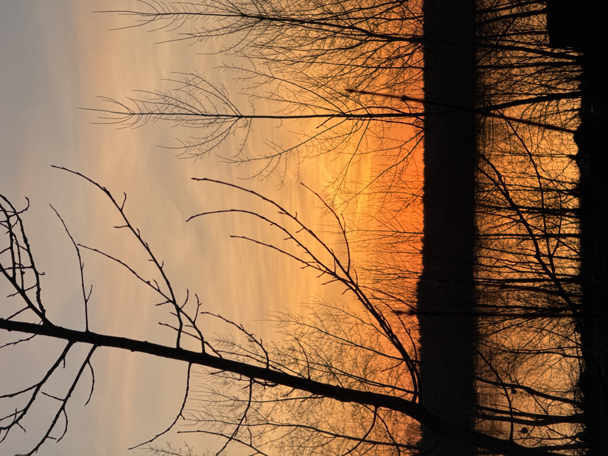 A landscape photograph depicts a dramatic sunset or sunrise over a natural area, showcasing the stark silhouettes of bare trees against a vibrant sky. The sky presents a striking gradient of warm hues, transitioning from a soft, pale yellow and light orange at the upper left to an intense, fiery orange and deep amber towards the right and lower parts of the frame, indicative of the sun's position just out of sight.
Numerous leafless tree branches, ranging from delicate, intricate twigs to thicker limbs and solid trunks, are sharply silhouetted against this brilliant backdrop. On the right side of the frame, dense tree trunks form solid, dark vertical masses, suggesting a thick forest line or a stand of large trees. The intertwining network of branches creates complex, organic patterns across the luminous sky.
The scene is devoid of people or artificial objects, focusing entirely on the natural interaction of light and form. The high contrast between the dark, leafless trees and the bright, colorful sky evokes a tranquil yet powerful natural moment, likely during a clear weather condition. The context for this natural setting is Chaikovsky, Russia. No visible text is present.