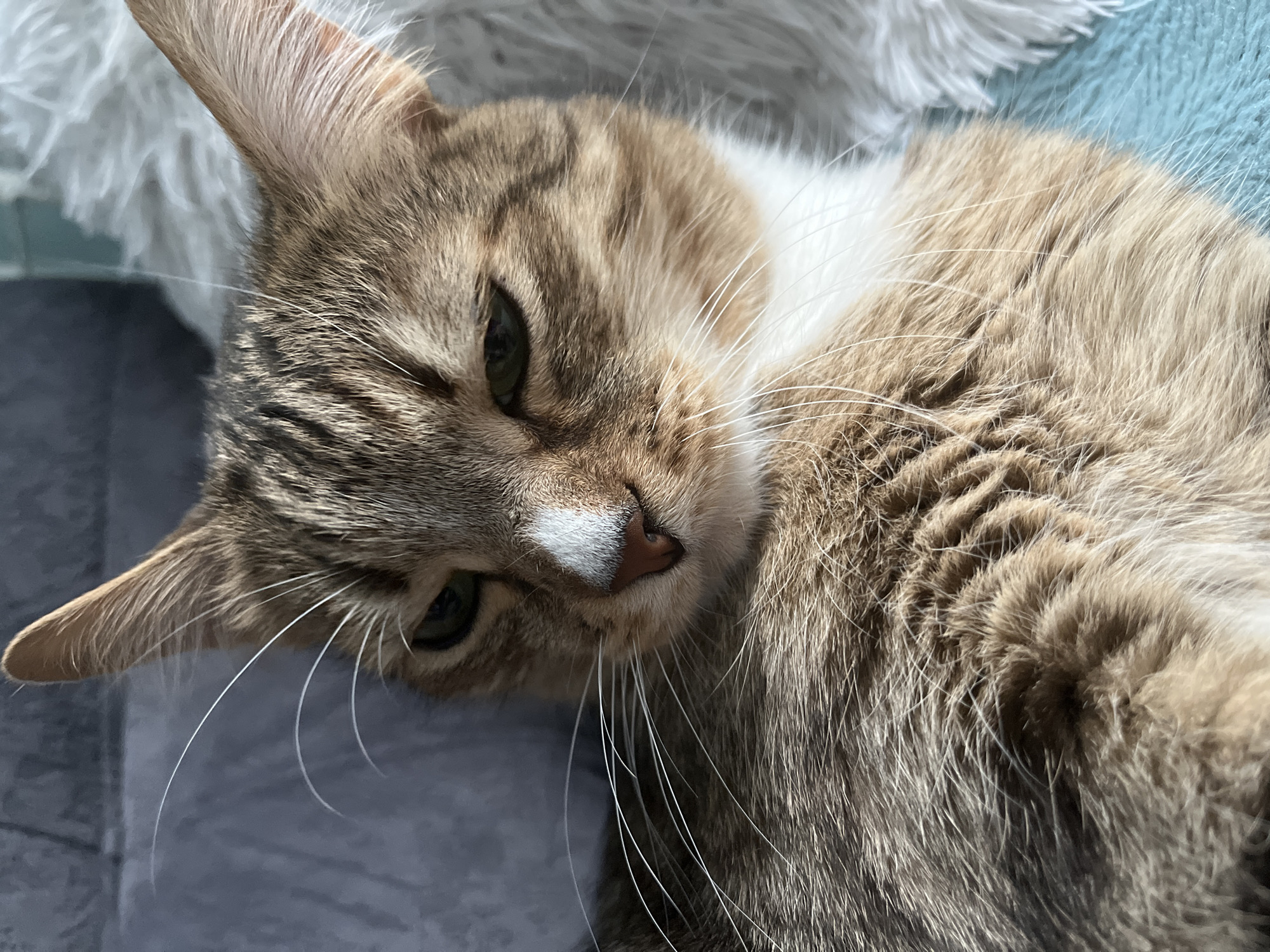 A close-up photo shows a tabby cat lying down, its head near the top left of the frame. The cat's fur is a mix of brown and gray stripes. It has a white patch on its nose and a white chest. Its eyes are green, and its whiskers are white. The cat is lying on a soft surface that appears to be a blanket or cushion with a light blue area. The location is not mentioned, and there is no information to suggest this photo was taken in Izhevsk, Russia. There are no people visible in the image.