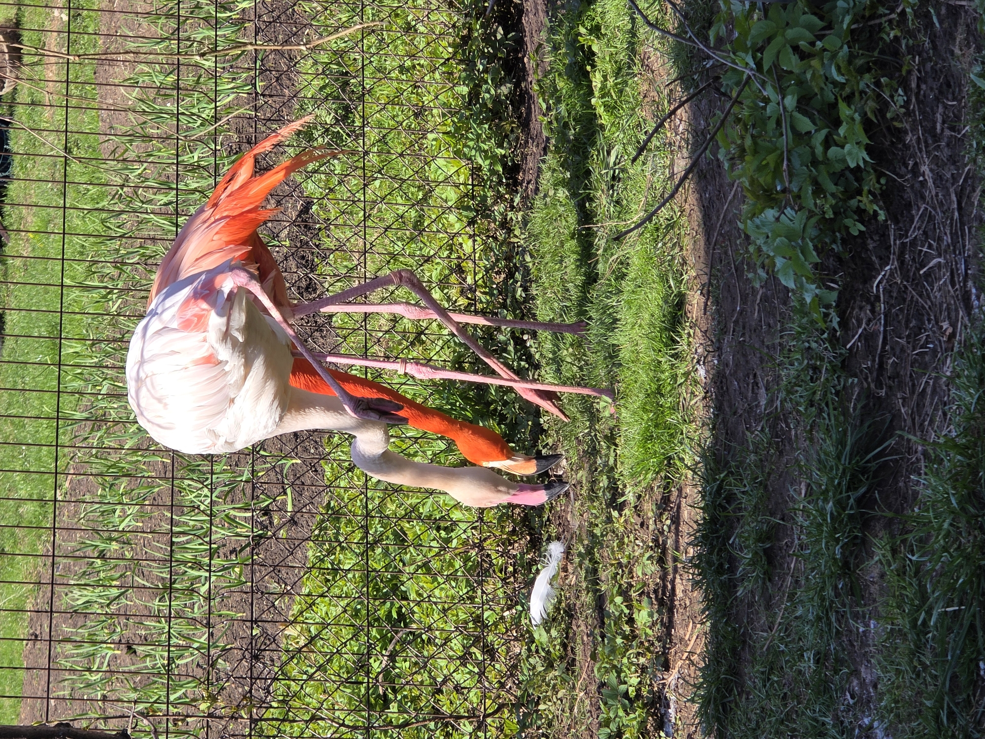 A flamingo stands in a grassy enclosure with a wire fence. The bird has white and pink plumage on its body, with bright orange-red feathers on its wings and legs. It is preening its feathers. A single white feather rests on the ground near the flamingo. The enclosure is grassy with some weeds and dirt visible. The location is the Izhevsk Zoo in Izhevsk, Russia.