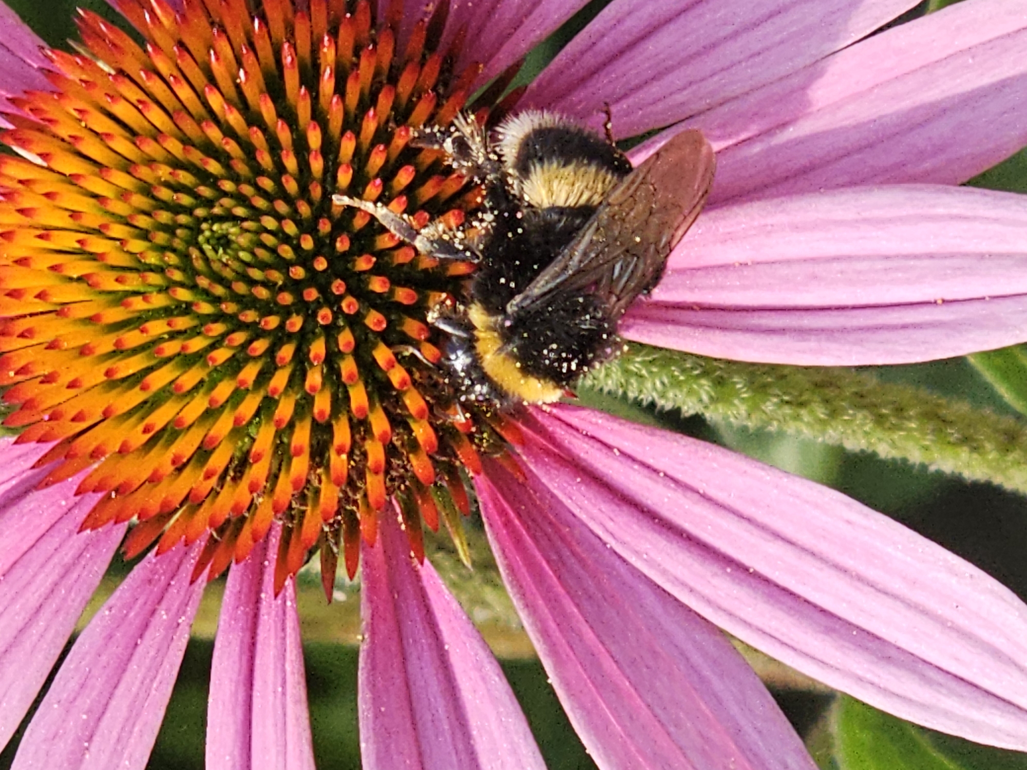 A close-up macro photograph captures a bumblebee actively engaged in collecting pollen from a vibrant purple coneflower, likely within a natural setting such as a garden or park in Khimki, Russia. The bumblebee, a fuzzy insect with black and yellow stripes, is positioned in the center of the flower's cone-shaped disk, its body covered in a dusting of yellow pollen. The flower itself displays prominent pink petals radiating outwards from the central disk, which is a striking combination of orange and green spiky florets. The background consists of soft, out-of-focus green foliage, indicating a natural outdoor environment. The lighting suggests it is daytime, with the sun illuminating the textures and colors of both the bee and the flower.