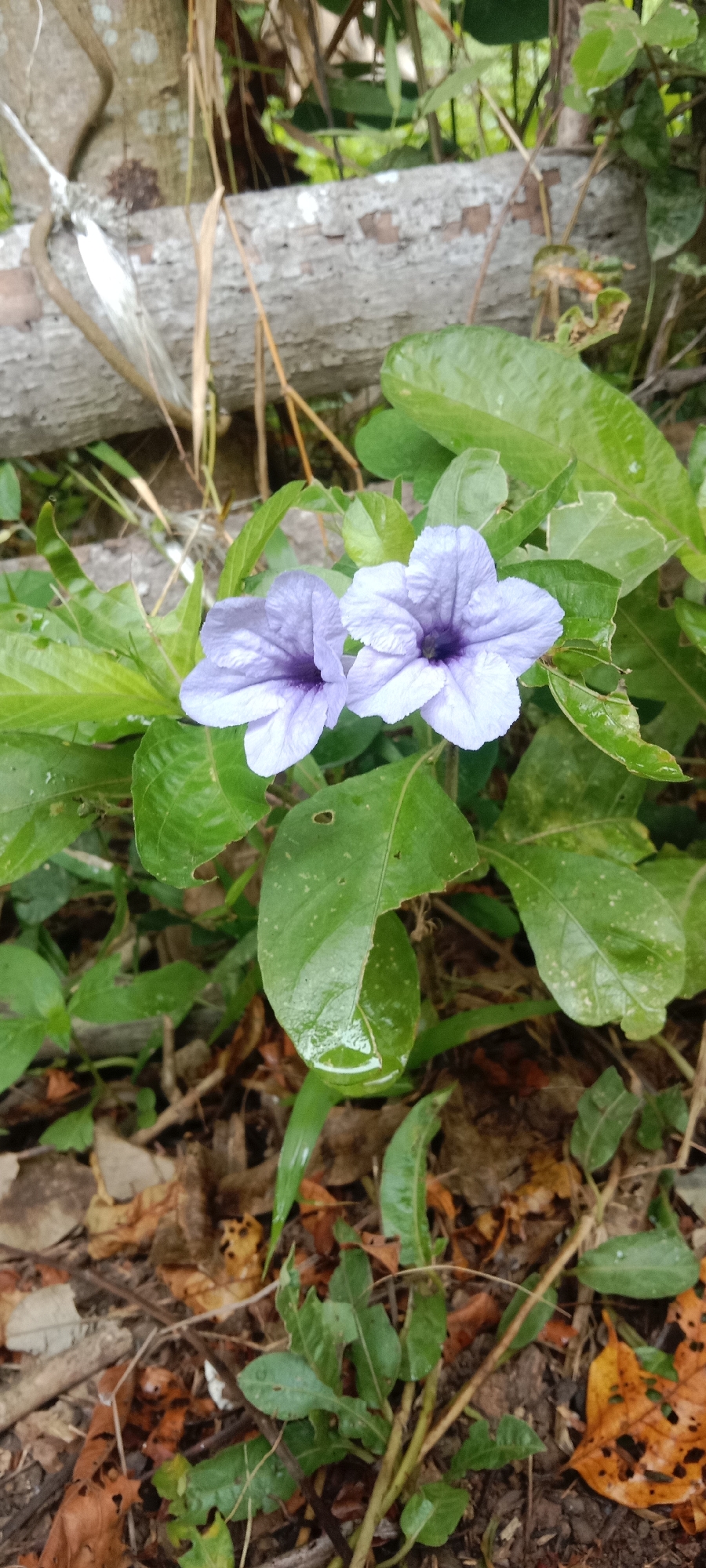 The image shows two light purple flowers with darker purple centers, surrounded by lush green leaves. The leaves appear wet, suggesting recent rainfall. In the background, a fallen log is visible, along with dry leaves and debris on the ground. The overall scene is of a natural outdoor environment, possibly a garden or a wooded area. There are no people or animals present. The lighting suggests it is daytime, with soft, diffused light, perhaps indicating an overcast sky or shade. The image is a close-up of the flowers and surrounding foliage. This scene could be located in Baratpayaitek, Indonesia, a region known for its tropical climate and abundant vegetation.